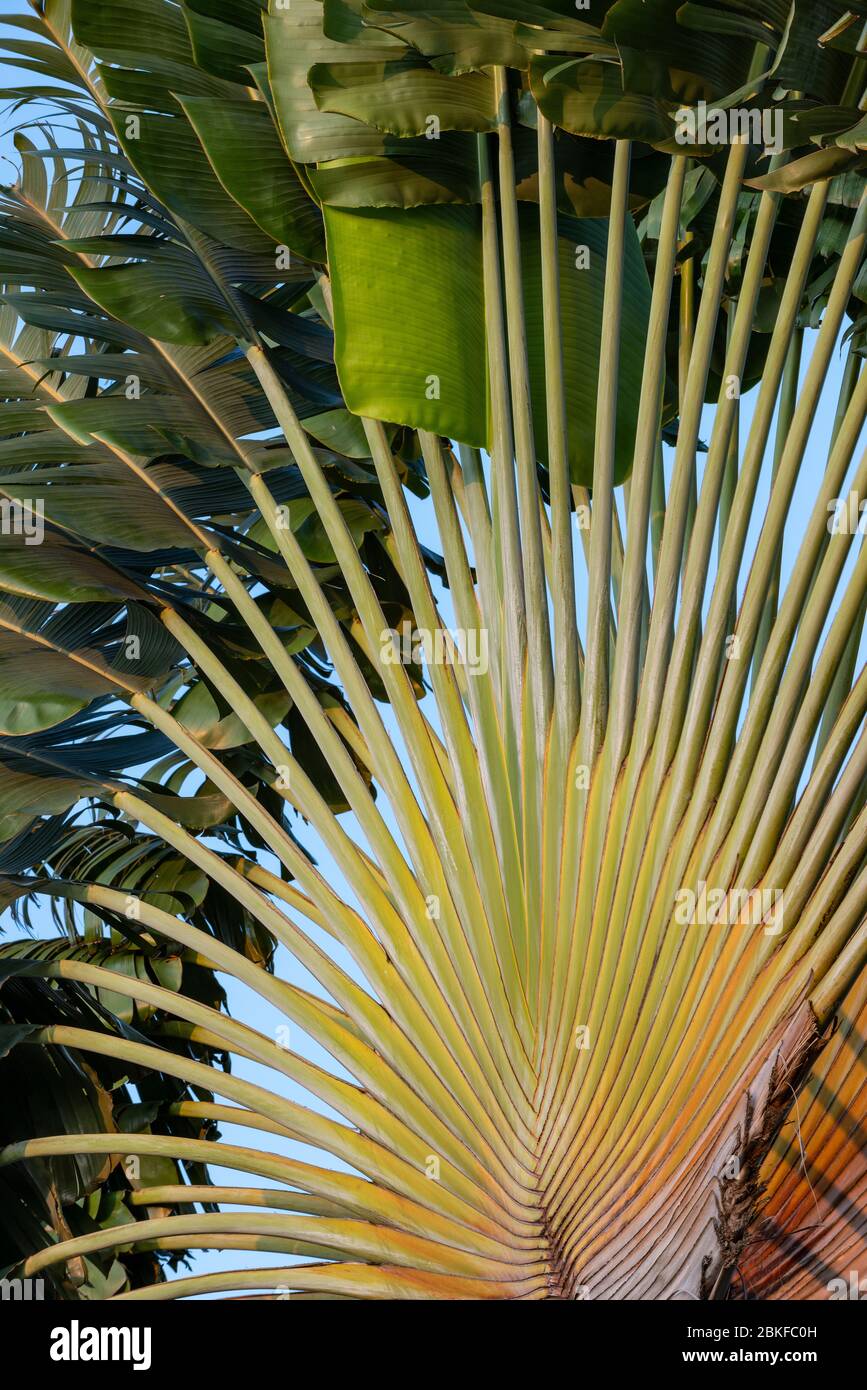 Travelers Palm, Singapore Foto Stock