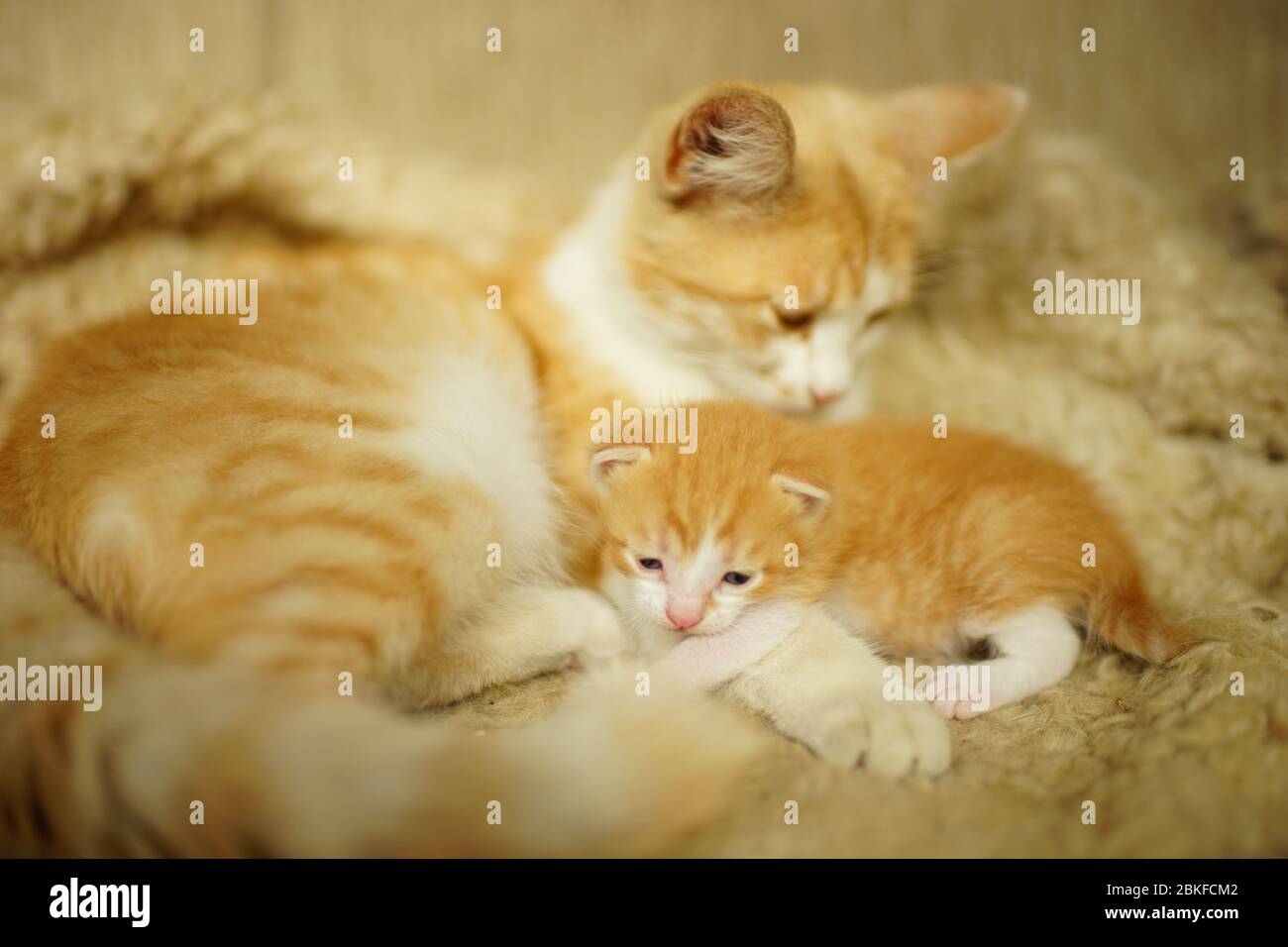 un cucciolo neonato giace su una zampa di gatto su una coperta, un gatto nanny, due gatti dello stesso colore, ma di età diversa. Foto Stock