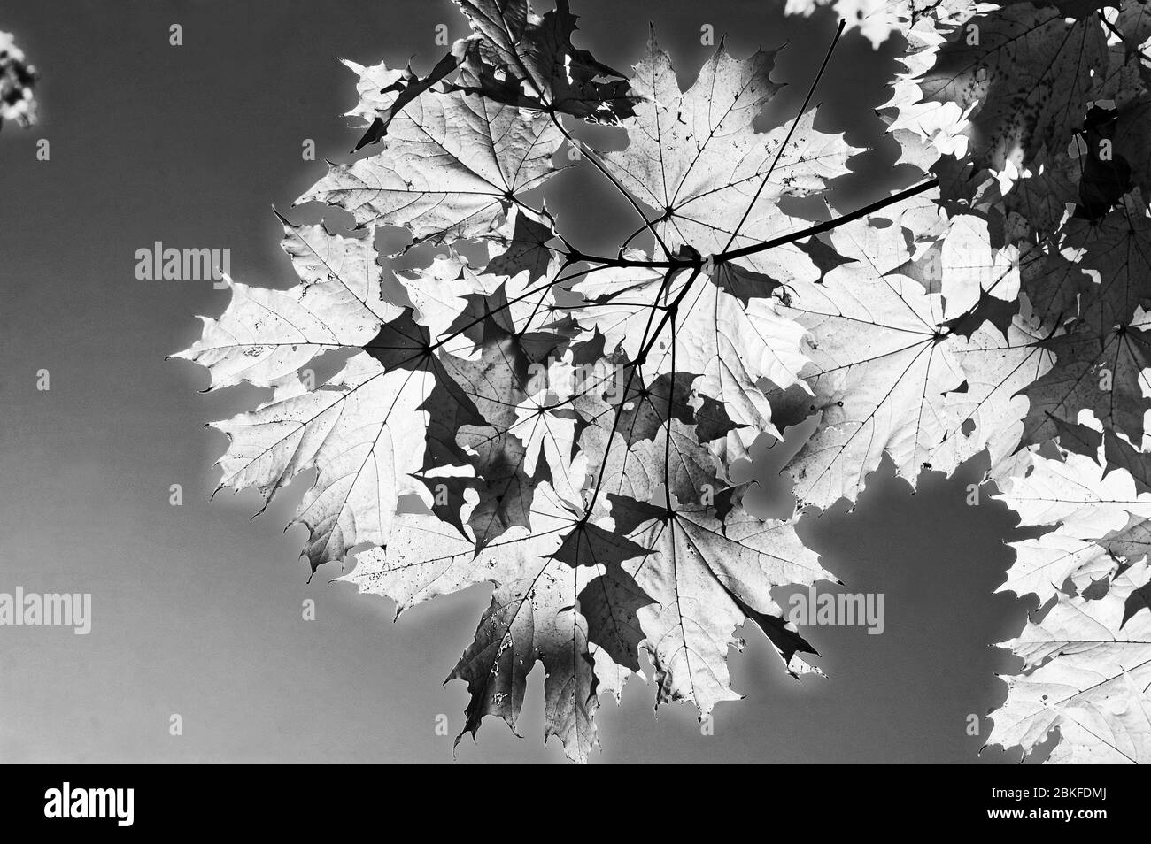 Foto di foglie, foglie di autunno, autunno, foglie di acero in Norvegia (Acer platanoides) Foto Stock