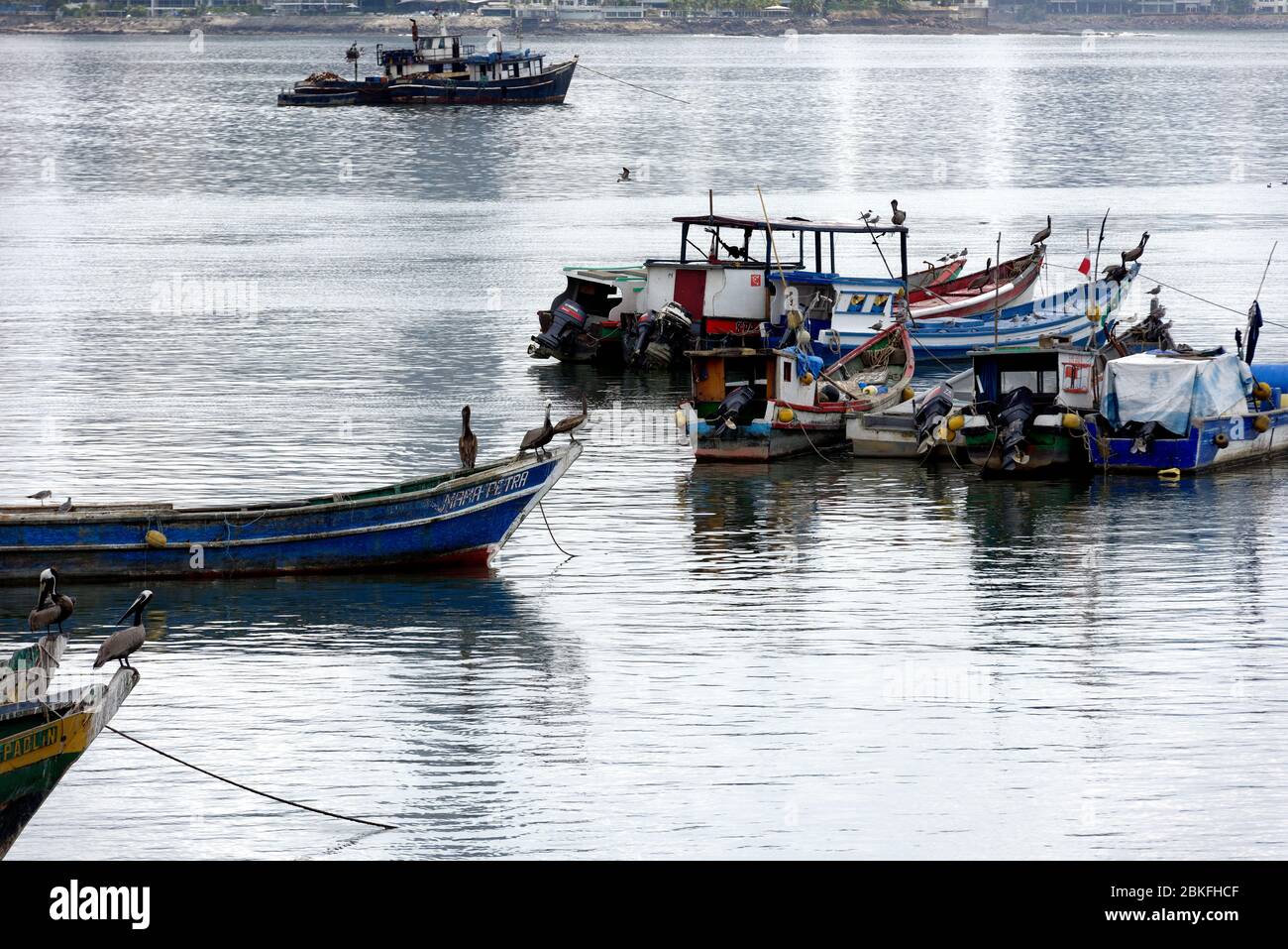 Pellicani su barche da pesca ormeggiate dai moli di Panama City, Panama Foto Stock