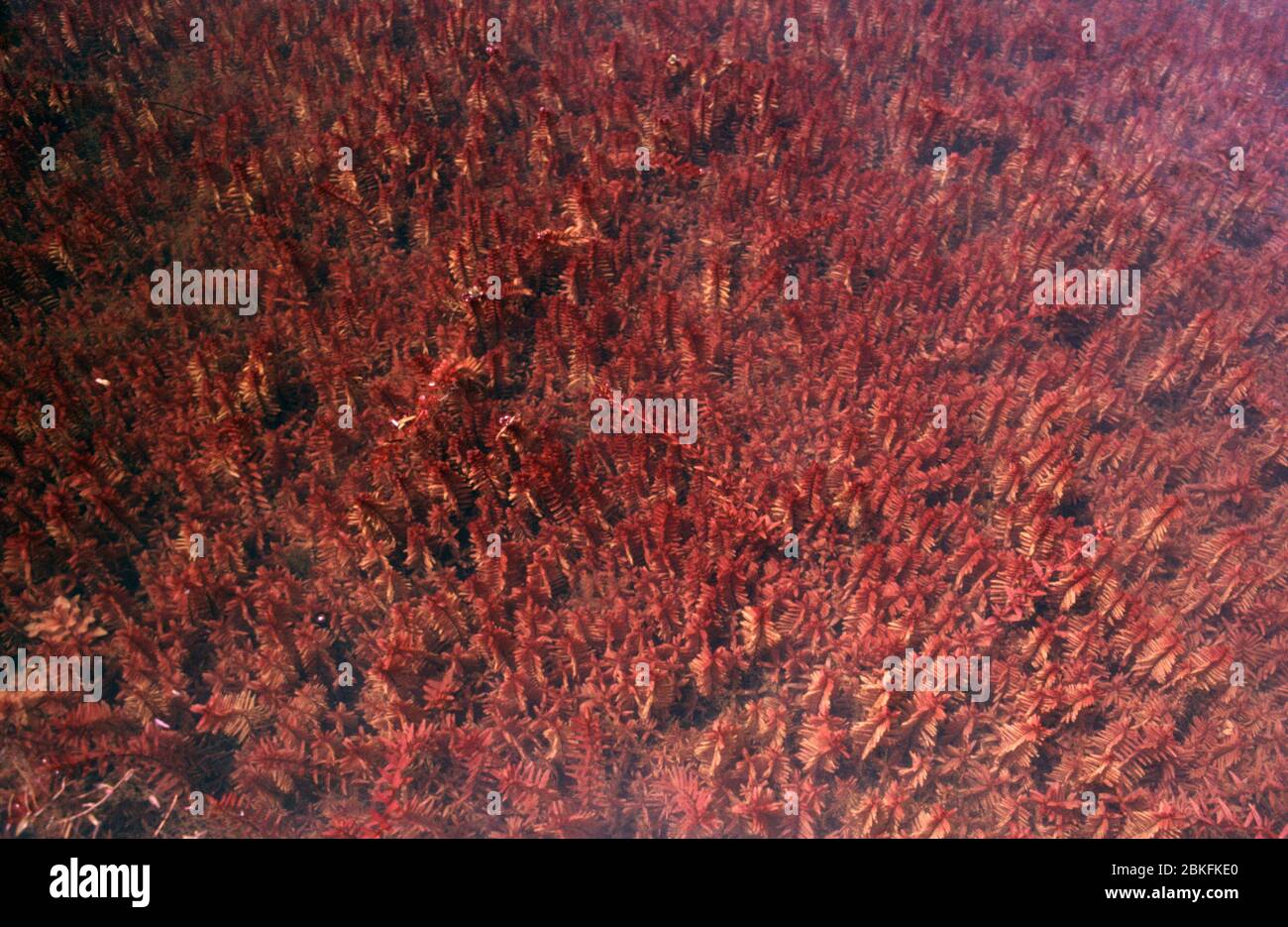 Rotala a foglia tonda, rotundifolia di Rotala Foto Stock