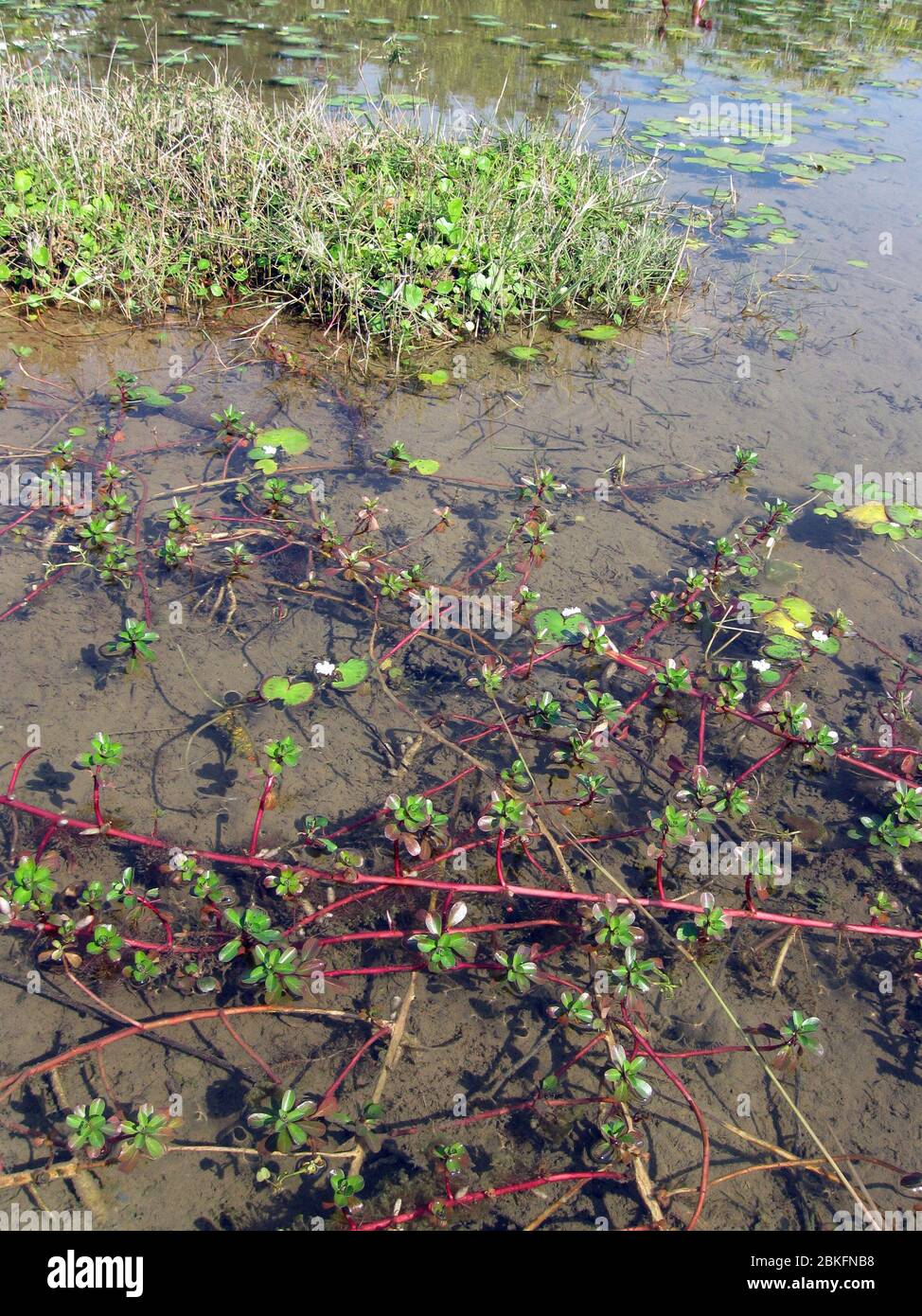 Rotala a foglia tonda, rotundifolia di Rotala Foto Stock