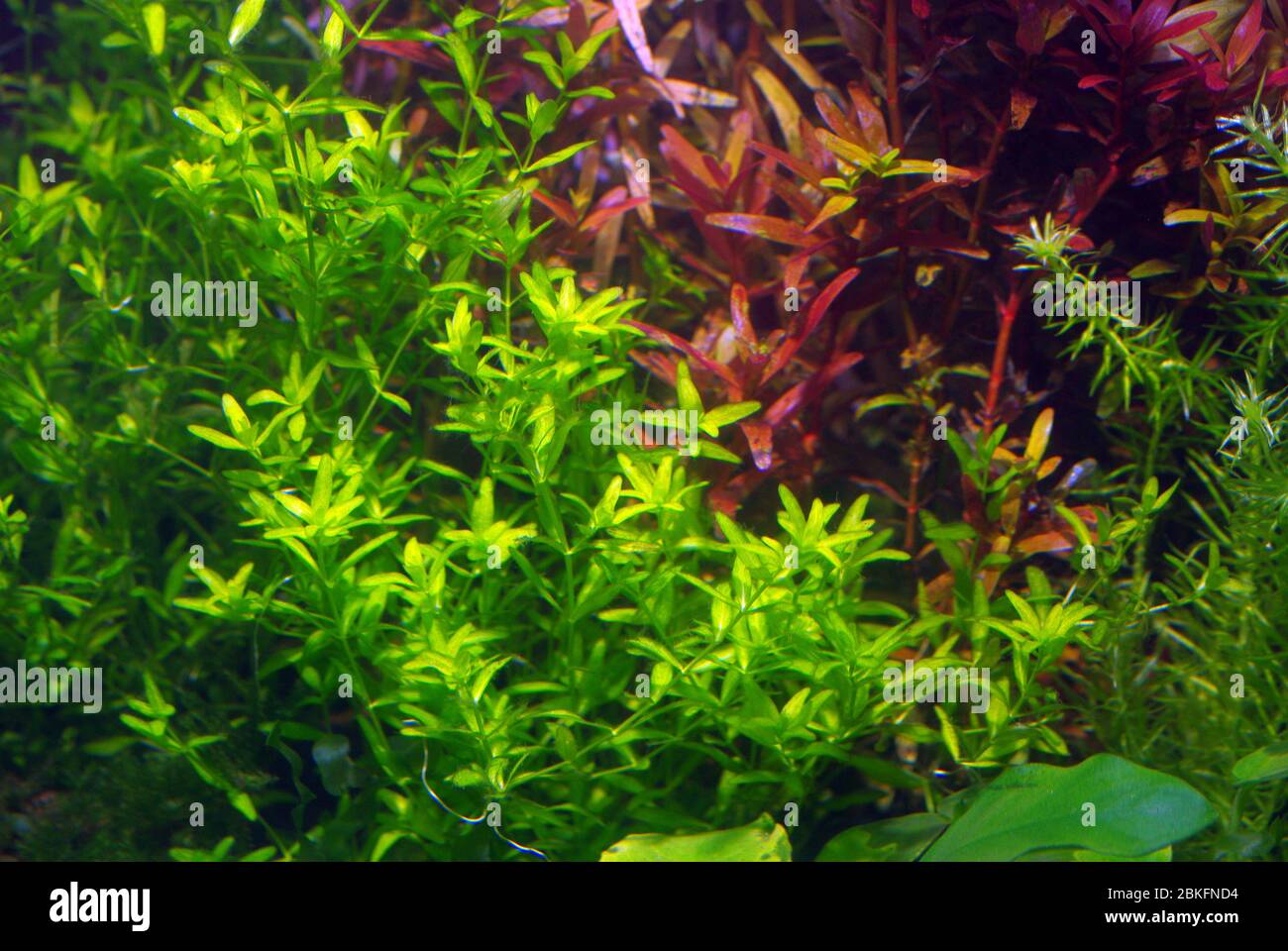 Rotala a foglia tonda, rotundifolia di Rotala Foto Stock