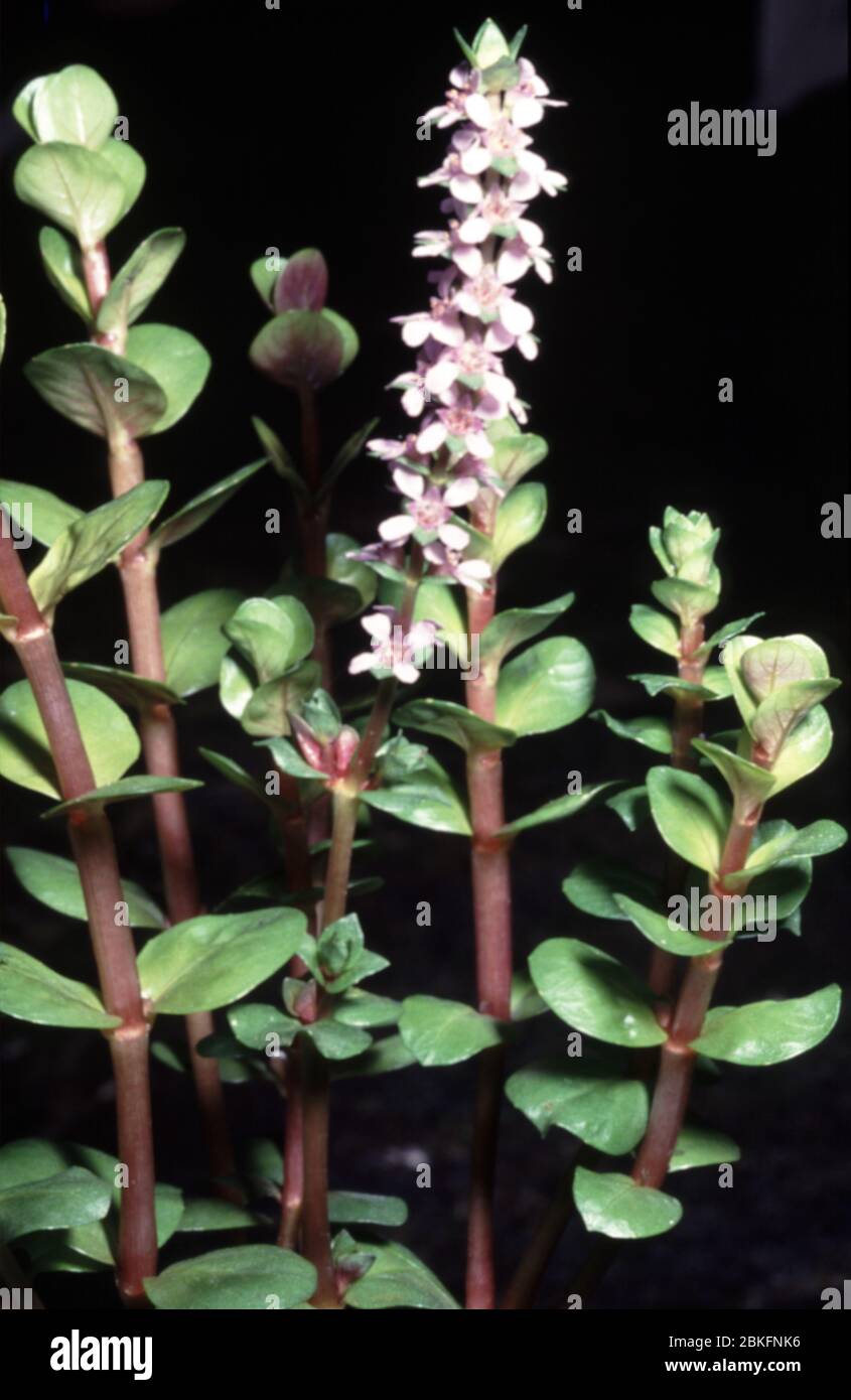 Rotala rotundifolia fiorita a foglia tonda Foto Stock