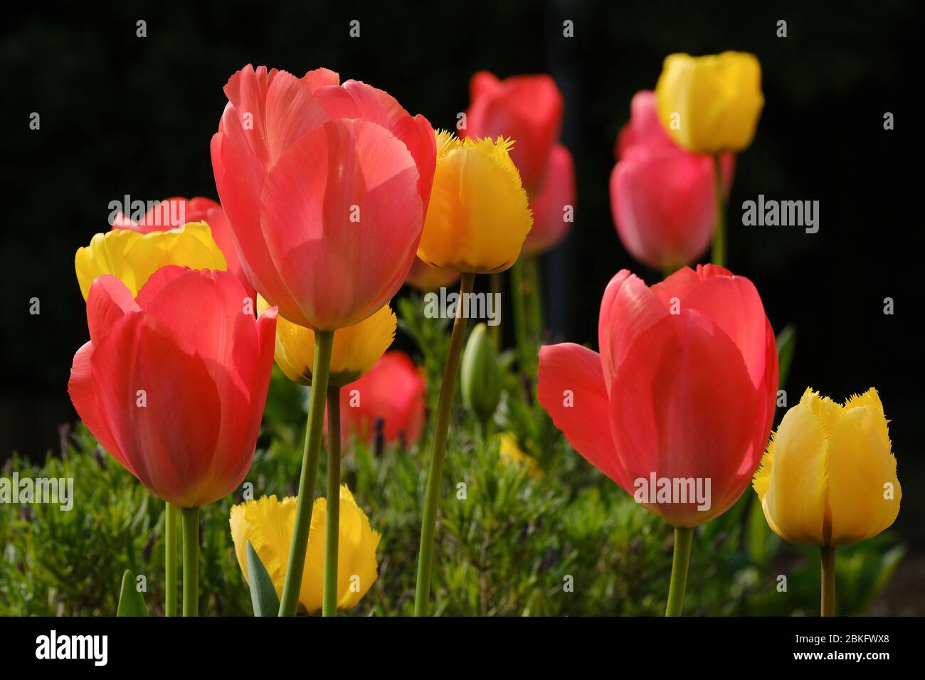 Tulipani colorati nel giardino in primavera Foto Stock