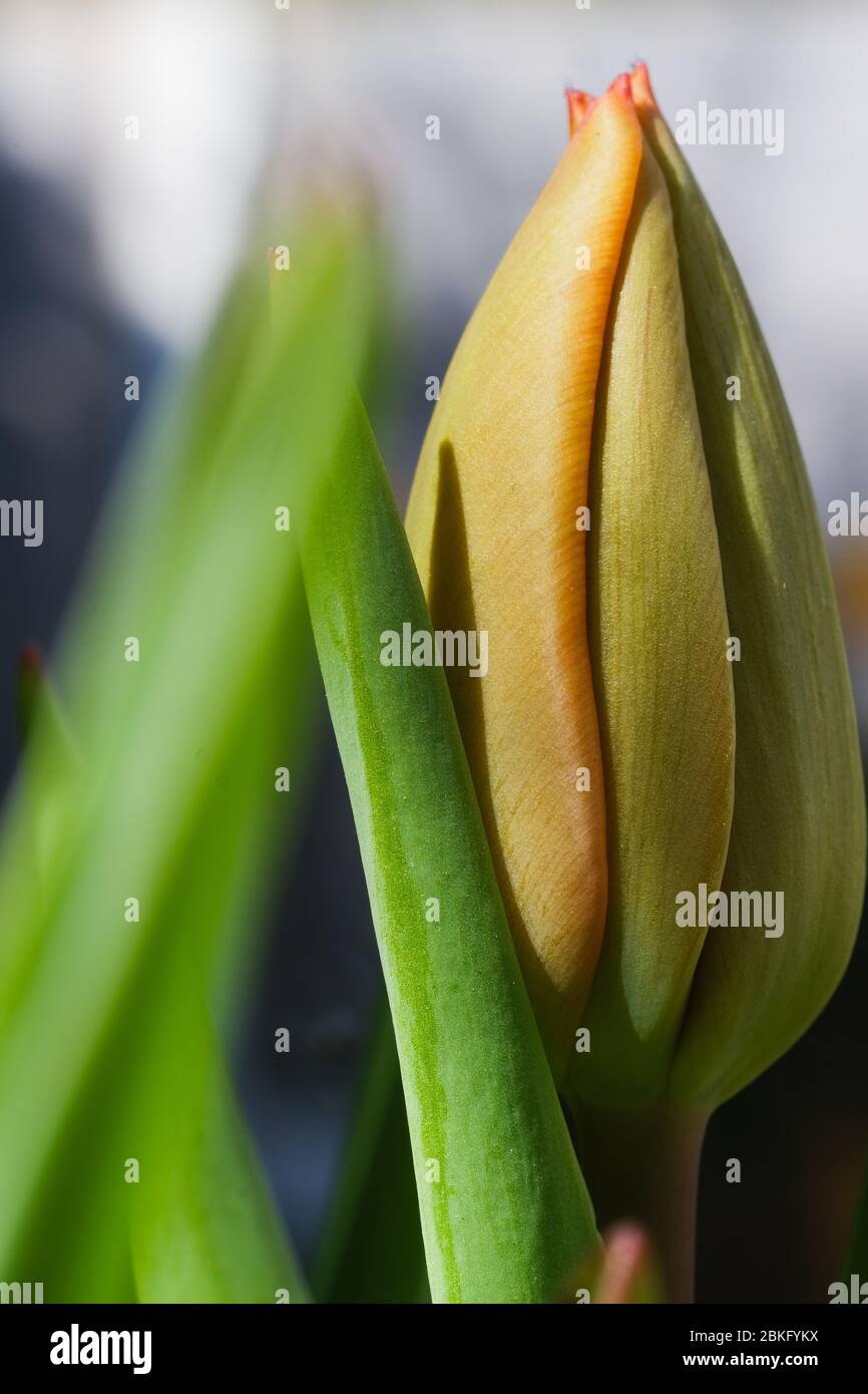 Germoglio del tulipano Foto Stock