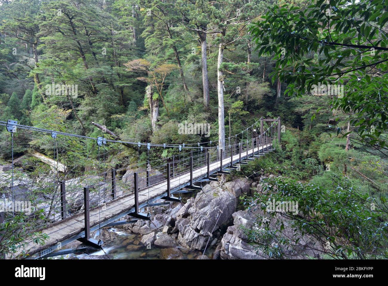 Natura, Parco Nazionale. Isola di Yakushima, Giappone Foto Stock