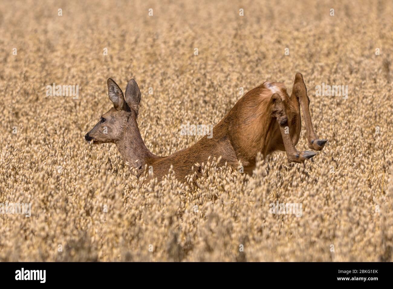 Capriolo (Capreolo capreolo) che attraversa il campo di grano Foto Stock