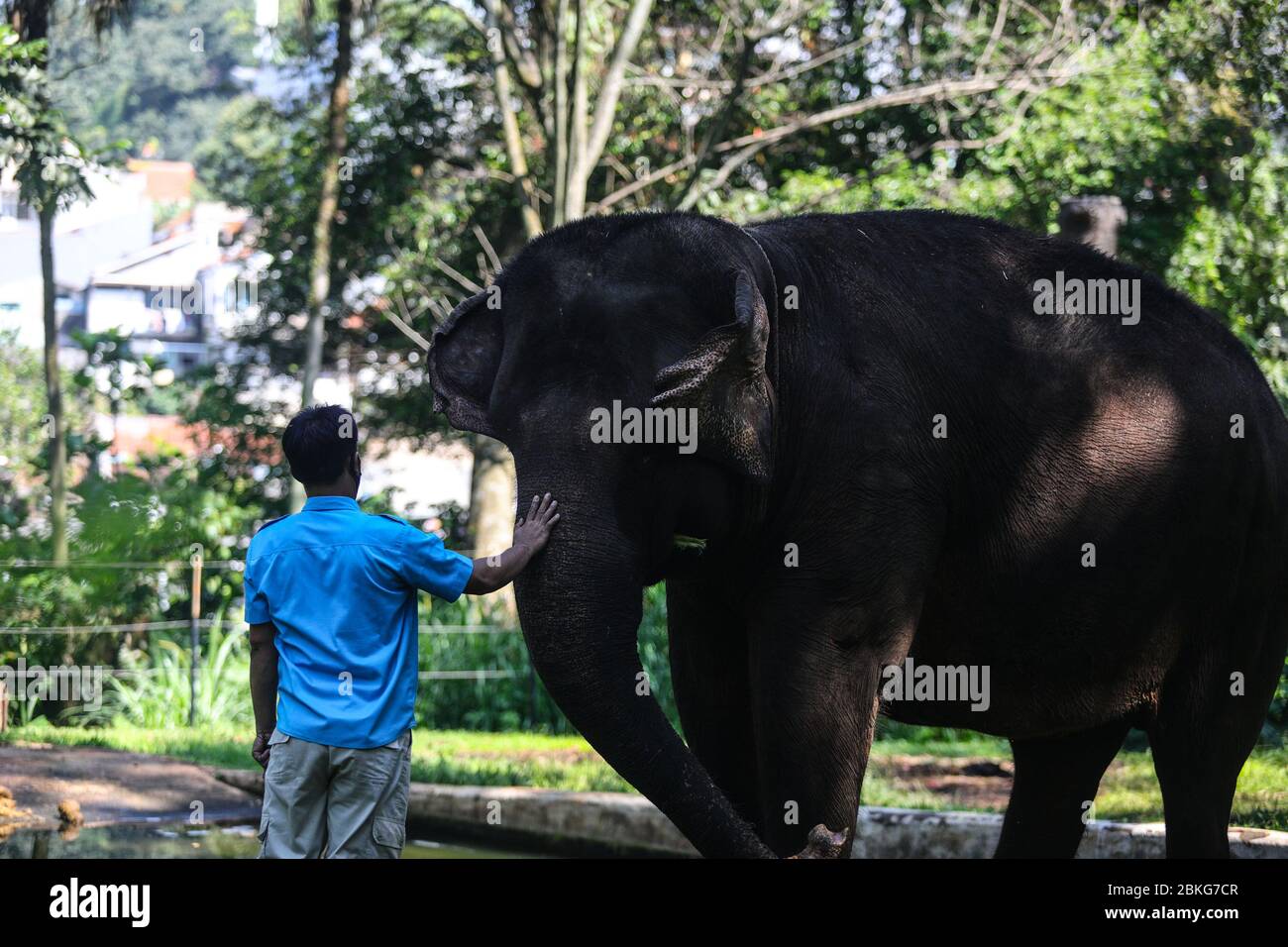 Bandung, Indonesia. 04 maggio 2020. Gli ufficiali animali hanno alimentato un elefante allo zoo di Bandung, Giava Occidentale, Indonesia, 4 maggio 2020. Sulla base dei dati della Società Indonesiana dello Zoo, tenendo conto di ben il 92.11% dello zoo può durare solo meno di un mese per soddisfare le esigenze di alimentazione della pandemia di Covid-19. Nel frattempo, la popolazione totale dello zoo raggiunge 70 mila code, costituite da 4,912 specie endemiche, tra cui lo status è ammiraglia. (Foto di Agvi Firdaus/INA Photo Agency/Sipa USA) Credit: Sipa USA/Alamy Live News Foto Stock