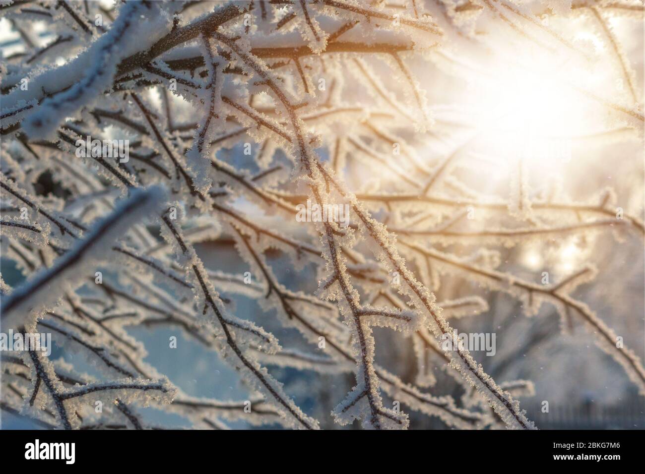 Tranquillo sfondo invernale con la calda luce del sole. Illuminazione solare attraverso rami di alberi ricoperti di neve. Foto Stock