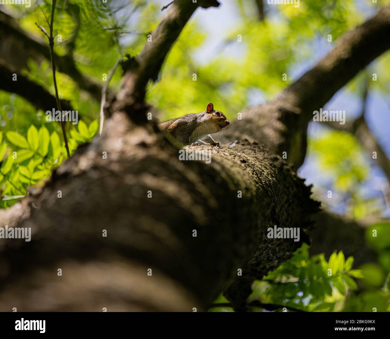 Scoiattolo grigio in bosco che sale su un albero Foto Stock