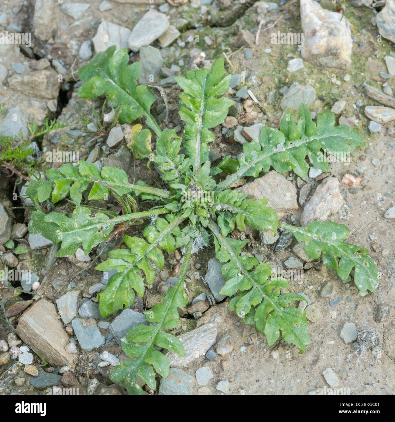 Rosetta di foglia di una giovane purga Pastori / Capsella bursa-pastoris pianta in un campo di paglia corto. Una volta usato medicalmente, e anche commestibile Foto Stock