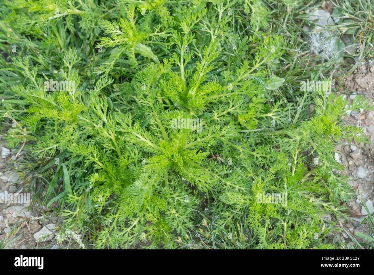 Foglie giovani della fattoria arabile erbacce Pineappeweed / Matricaria discoidea in campo corto [maggio]. Ha il sapore e il sapore di ananas. Foto Stock