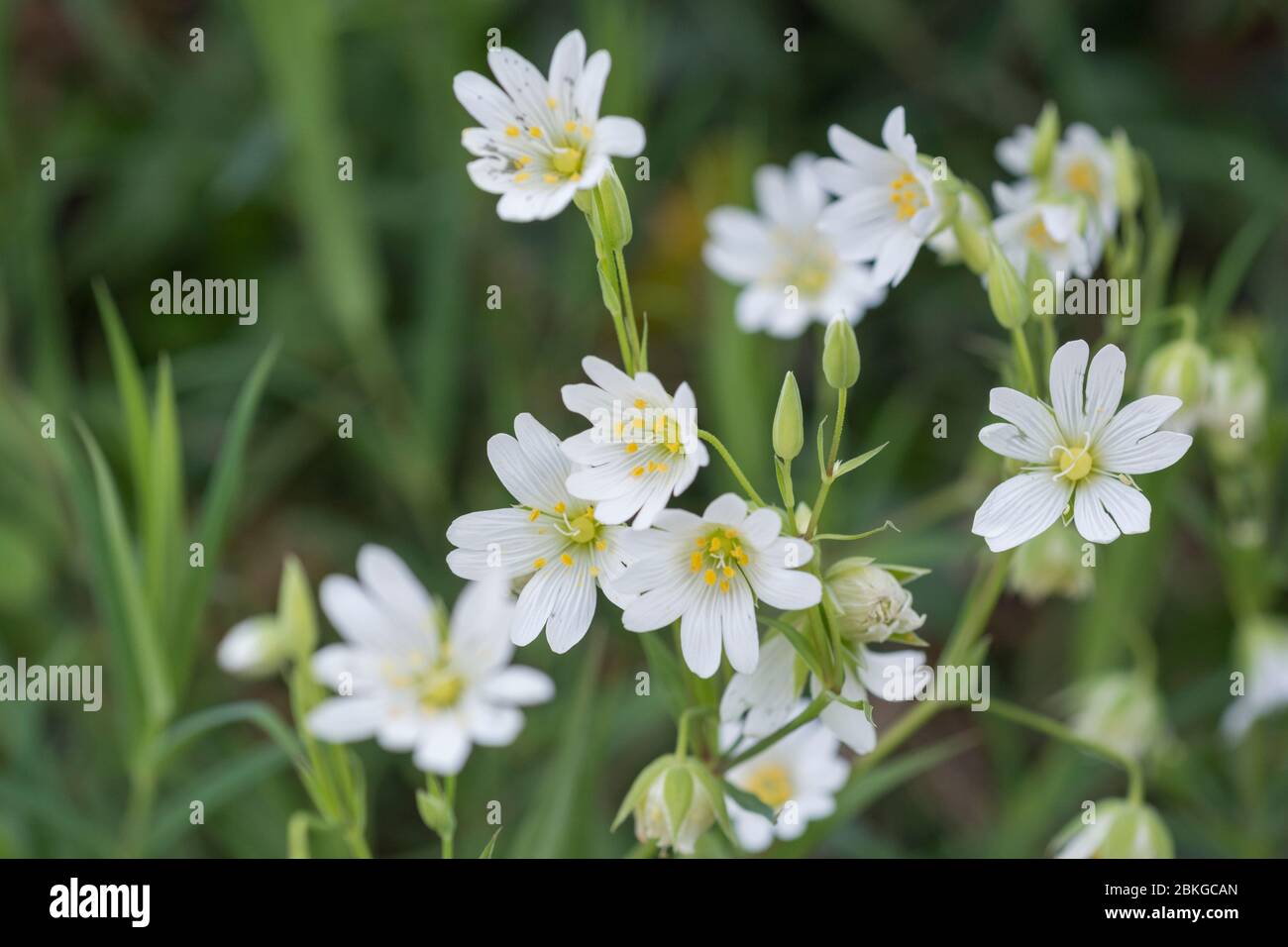 Fiori bianchi primaverili di Greater Stitchwort / Stellaria hologea, un parente di Chickweed / Stellaria media. Pianta medicinale usata nelle cure Foto Stock