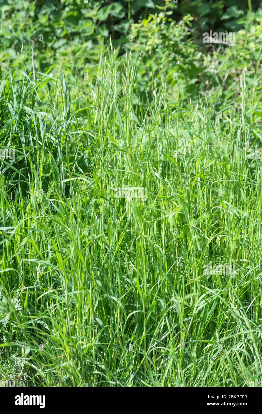 Verdi erbe e erbacce alte e lussureggianti lungo una strada di campagna sonnolenta. Erba verde lunga, grana lunga. Metafora calciata nell'erba lunga. Foto Stock