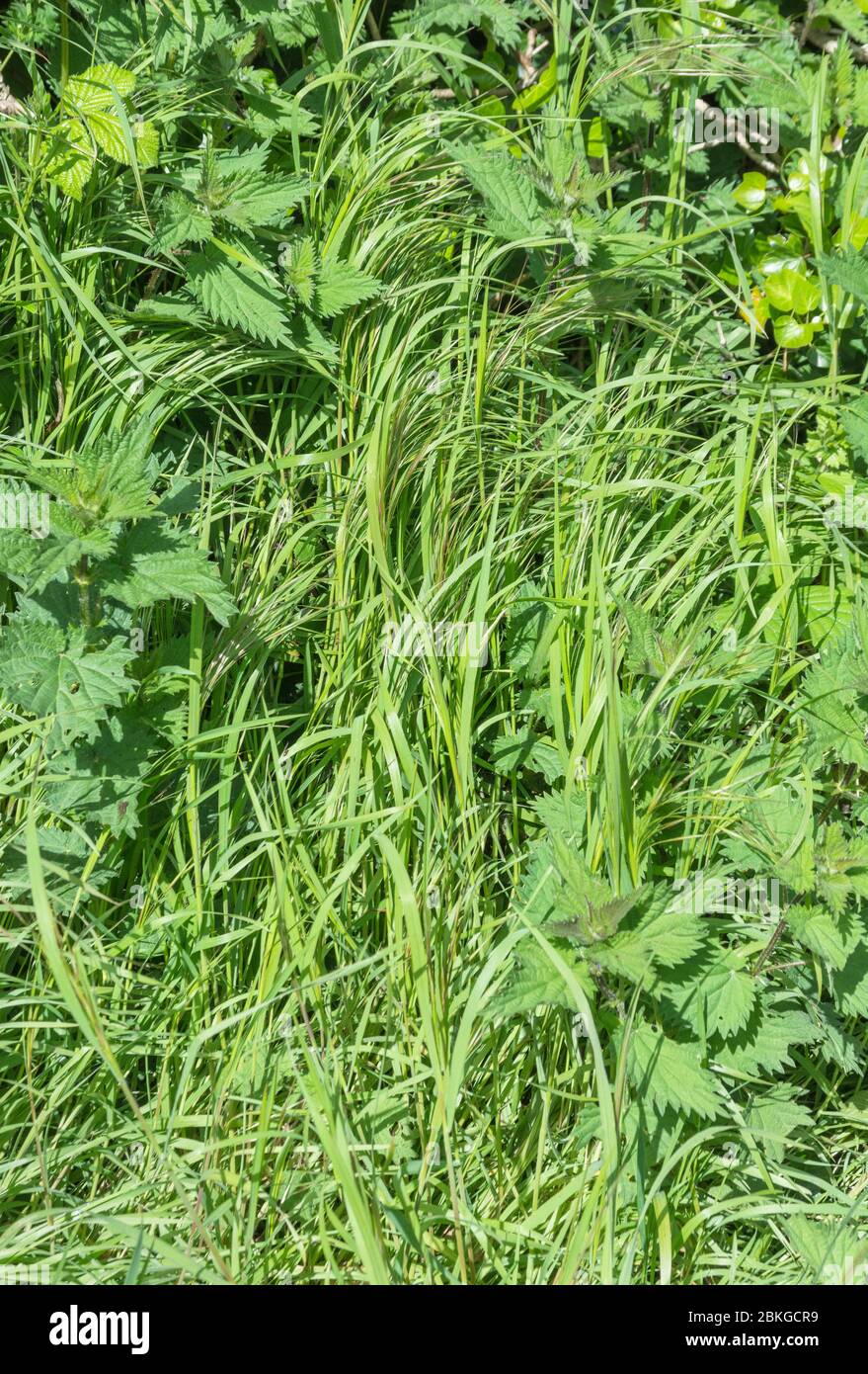 Verdi erbe e erbacce alte e lussureggianti lungo una strada di campagna sonnolenta. Erba verde lunga, grana lunga. Metafora calciata nell'erba lunga. Foto Stock