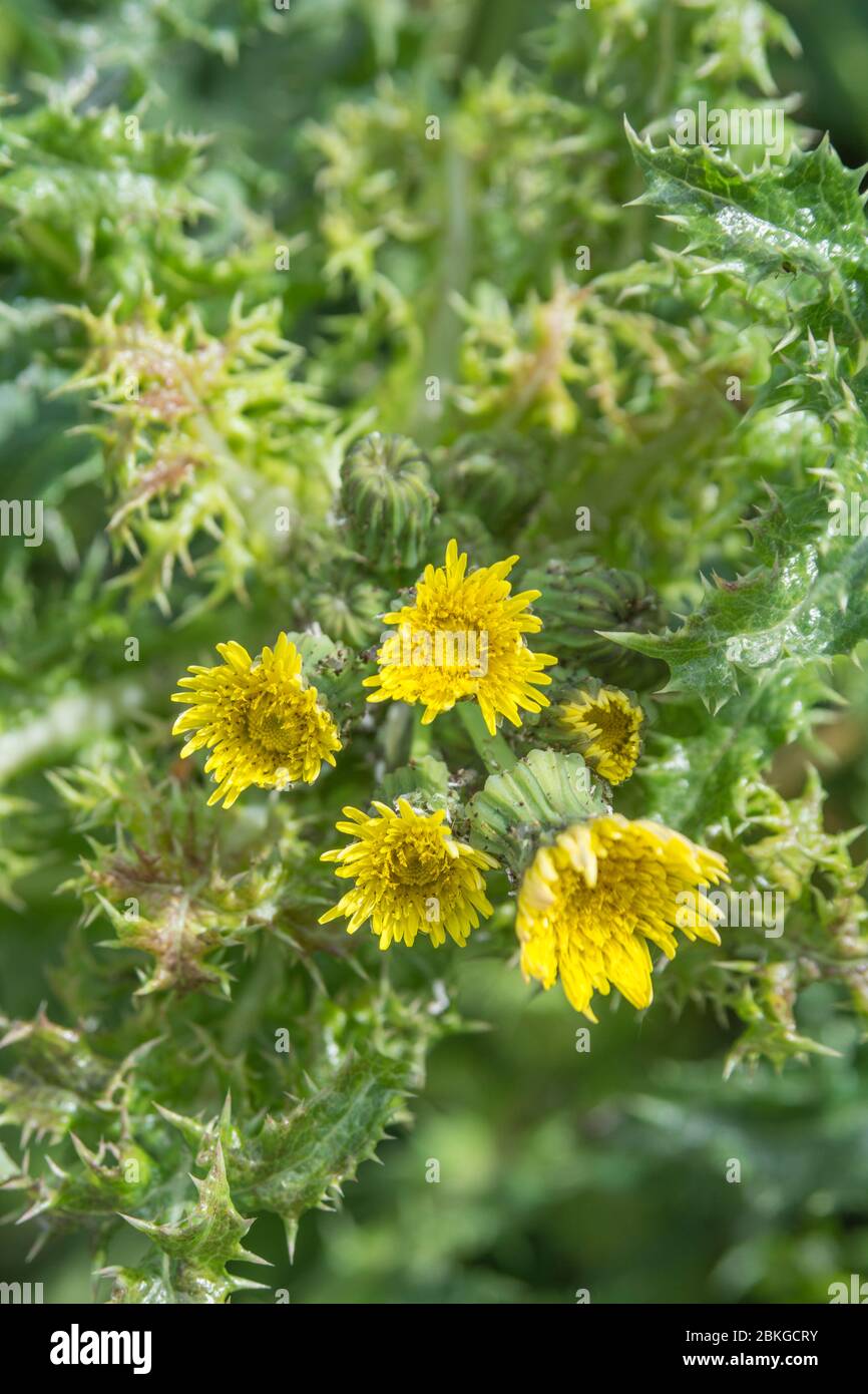 Fiori gialli e boccioli di fiori di Prickly scrofa/Sonchus asper. Erbacce agricole comuni nel Regno Unito, & una volta usato in medicina di erbe & cure. Foto Stock