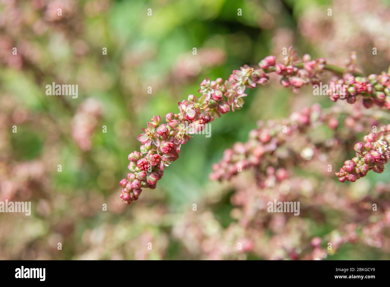 Primo piano fioritura comune Sorrel / Rumex acetosa crescere selvaggio in un hedgerow Cornico. Ha foglie di degustazione acida, può essere mangiato e utilizzato in rimedi a base di erbe. Foto Stock