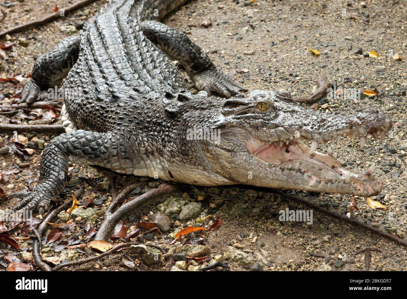 Leistenkrokodil, Salzwasserkrokodil (Crocodylus porosus) faucht und reißt Maul auf, Australien Foto Stock