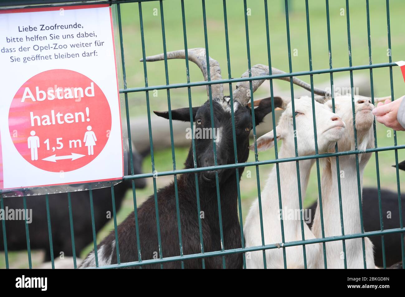 Kronberg, Germania. 04 maggio 2020. Accanto ad un cartello che dice 'mantenere la distanza! 1.5 m', capre nane africane strappano cibo nel loro recinto allo Zoo Opel. In Assia, all'inizio della settimana entreranno in vigore alcune regole di rilassamento della corona. I parrucchieri potranno riaprire i loro saloni, i musei e i giardini zoologici potranno accogliere i visitatori, e alcune restrizioni saranno anche rilassate nel settore della salute. Credit: Arne Dedert/dpa/Alamy Live News Foto Stock