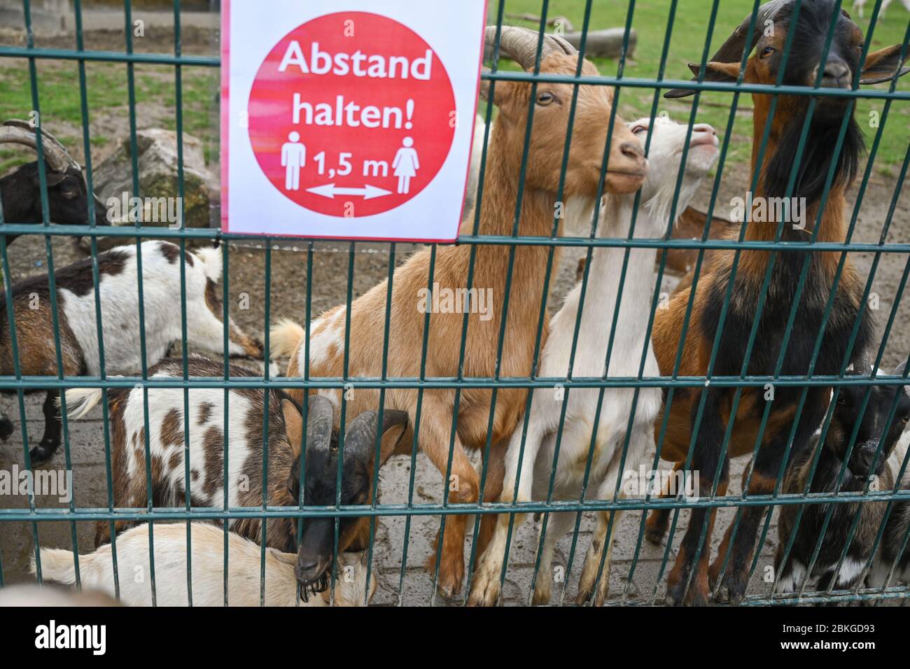 Kronberg, Germania. 04 maggio 2020. Accanto ad un cartello che dice 'mantenere la distanza! 1.5 m', capre nane africane strappano cibo nel loro recinto allo Zoo Opel. In Assia, all'inizio della settimana entreranno in vigore alcune regole di rilassamento della corona. I parrucchieri potranno riaprire i loro saloni, i musei e i giardini zoologici potranno accogliere i visitatori, e alcune restrizioni saranno anche rilassate nel settore della salute. Credit: Arne Dedert/dpa/Alamy Live News Foto Stock