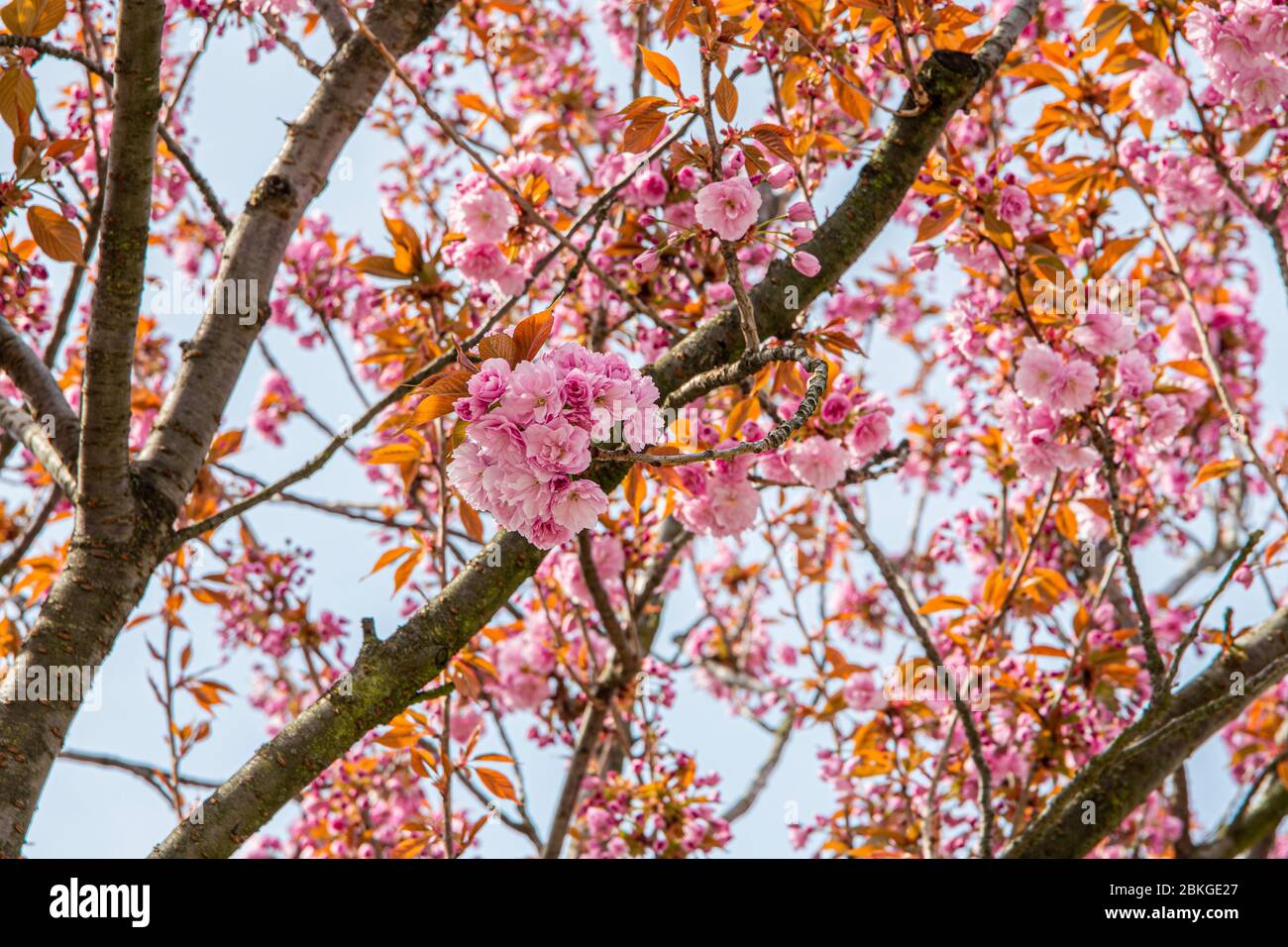 16 aprile 2020, Sassonia, Lipsia: Nella cultura giapponese, la fioritura dei ciliegi giapponesi è un momento culminante del calendario. Segna l'inizio della primavera. La fioritura è sinonimo di bellezza, di transitorietà e di nuovi inizi. Nel frattempo, alcuni alberi sono stati piantati anche nelle città tedesche. Foto: Nico Schimmelpfennig/dpa-Zentralbild/ZB Foto Stock