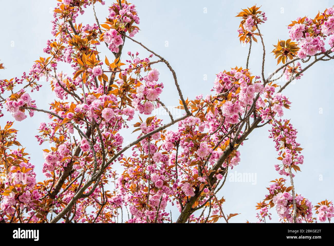 16 aprile 2020, Sassonia, Lipsia: Nella cultura giapponese, la fioritura dei ciliegi giapponesi è un momento culminante del calendario. Segna l'inizio della primavera. La fioritura è sinonimo di bellezza, di transitorietà e di nuovi inizi. Nel frattempo, alcuni alberi sono stati piantati anche nelle città tedesche. Foto: Nico Schimmelpfennig/dpa-Zentralbild/ZB Foto Stock