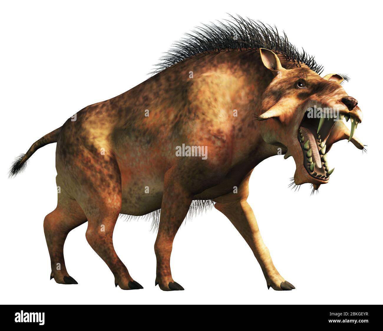 L'Entelodon, o maiale dell'inferno, è un maiale preistorico estinto o un mammifero simile a un cinghiale che visse durante l'Eocene e il Miocene. Su sfondo bianco . Foto Stock