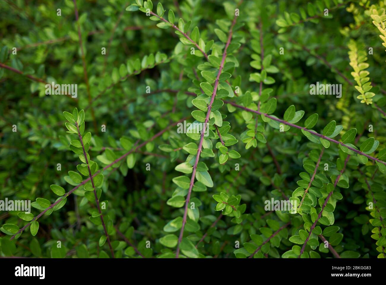 Lonicera nitida arbusto sempreverde Foto Stock