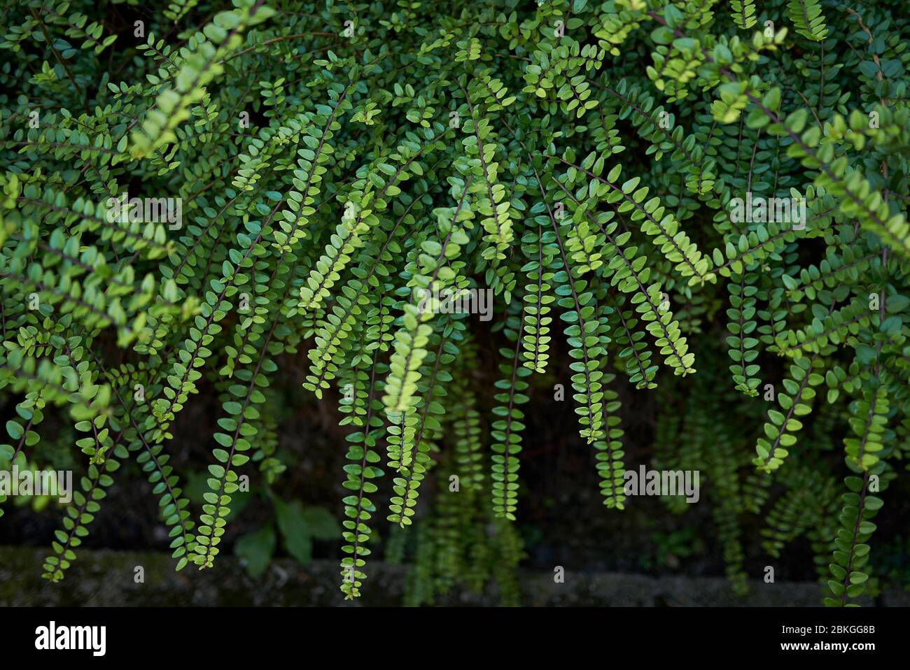 Lonicera nitida arbusto sempreverde Foto Stock