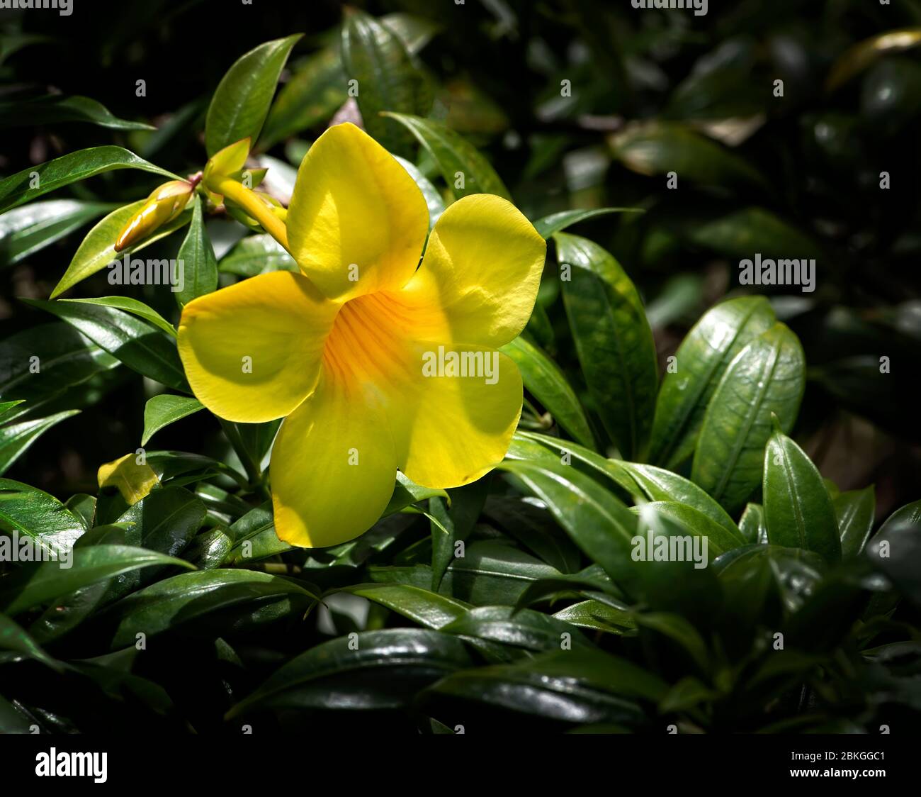 Fiore tropicale di Allamanda giallo dai colori vivaci nella lussureggiante vegetazione di Puerto Rico Foto Stock