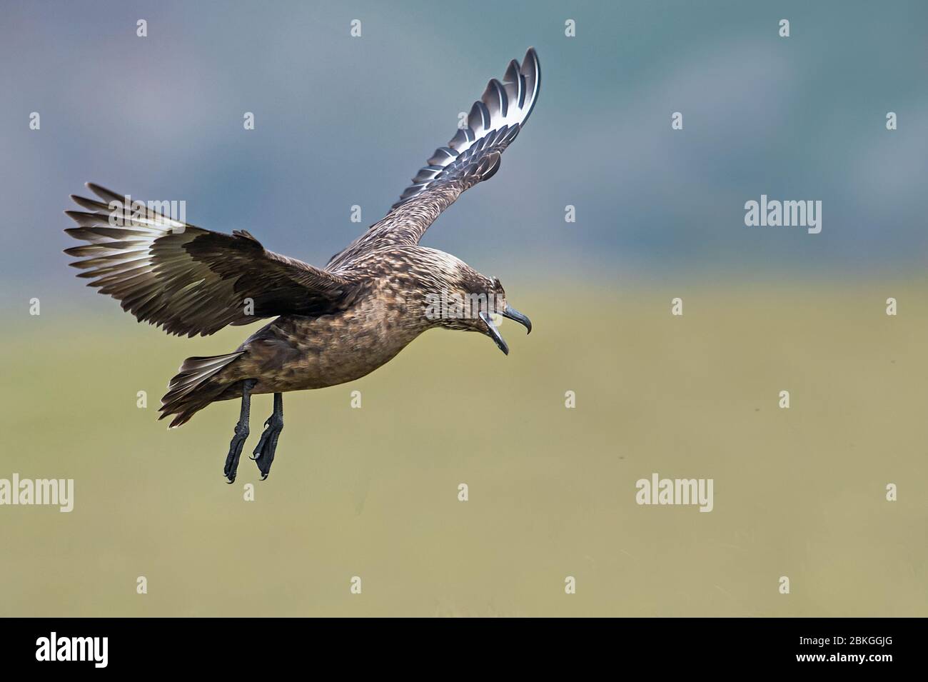 Great skua, Shetland, Regno Unito Foto Stock