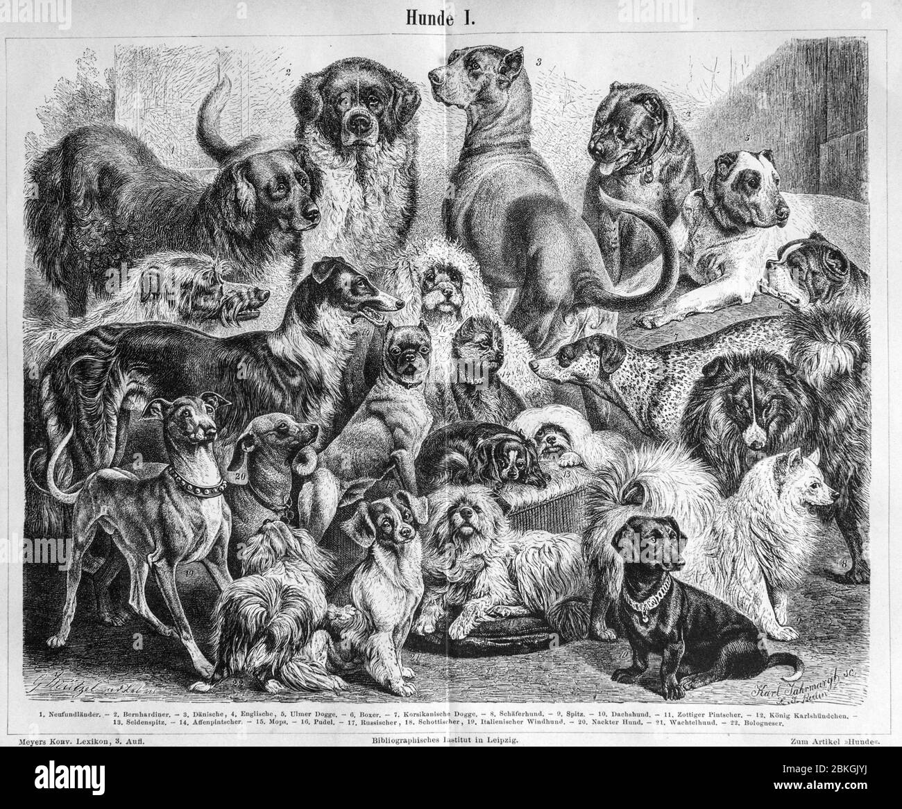 Litografia delle razze di cani Foto Stock