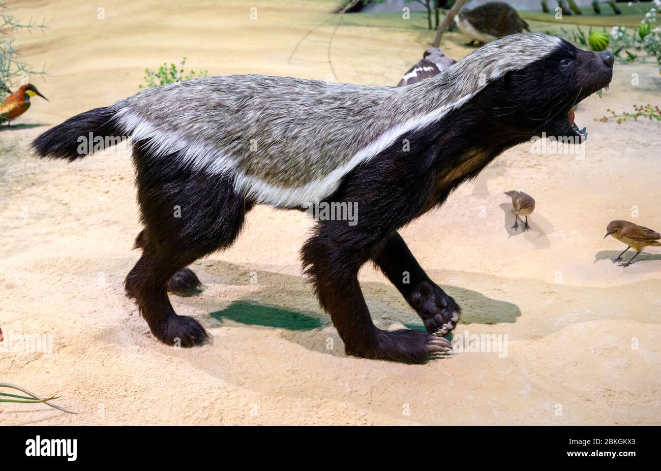 Impagliato Miele Badger (Mellivora capensis), chiamato anche Ratel, il Museo Nazionale del Qatar, Doha, Qatar, Medio Oriente Foto Stock