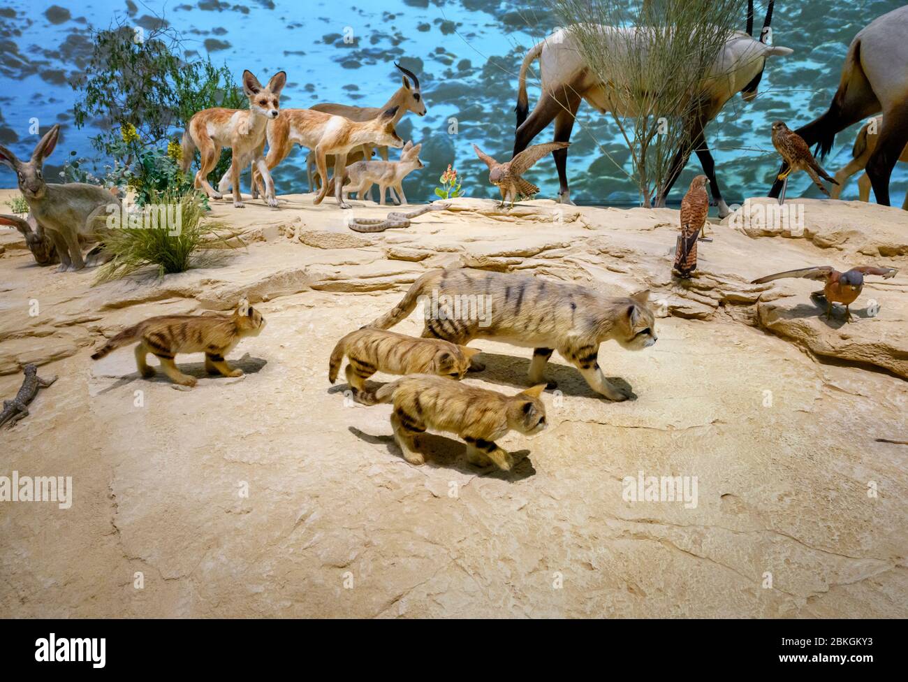 Galleria della fauna selvatica nel Museo Nazionale del Qatar con gatti sabbia (Felis margarita) in primo piano, Doha, Qatar, Medio Oriente Foto Stock