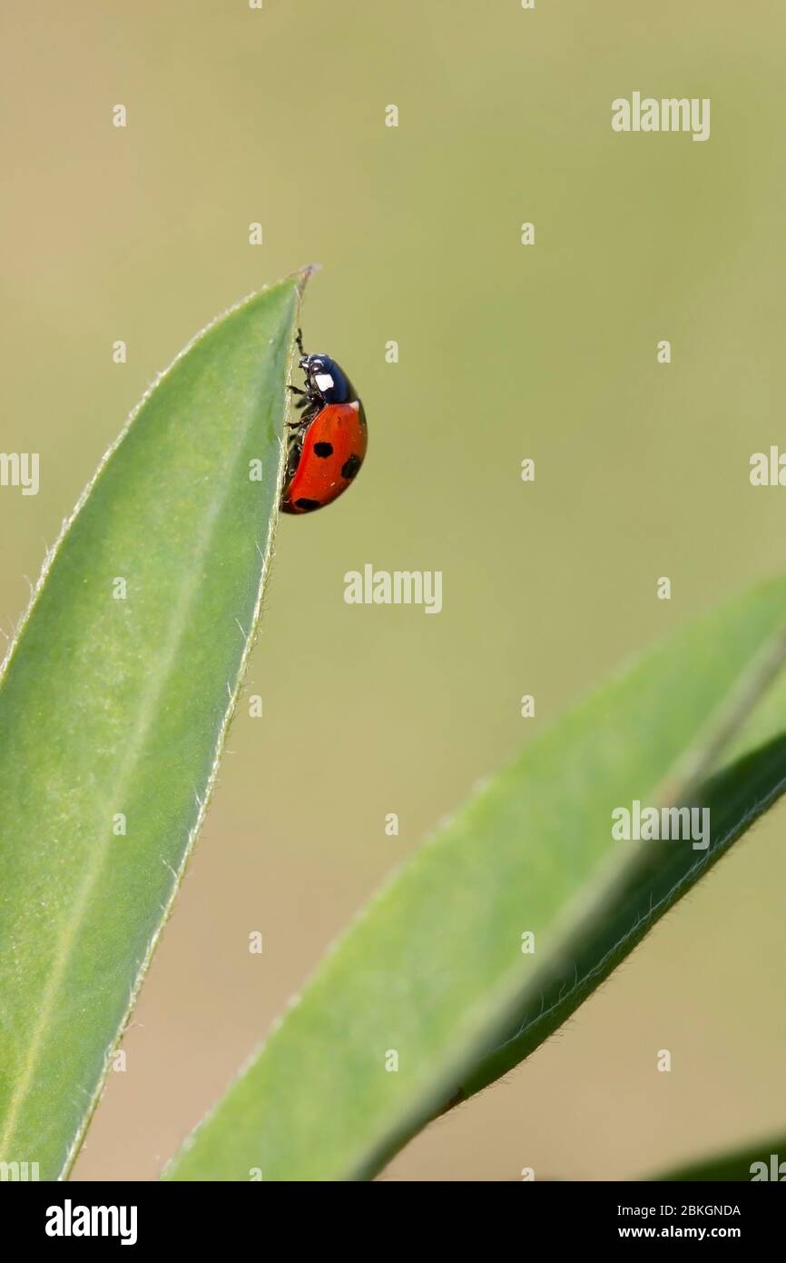 Sette-spot ladybird, Coccinella 7-puntata, che sale la foglia di una pianta lupino, Worcestershire, Inghilterra, Regno Unito Foto Stock