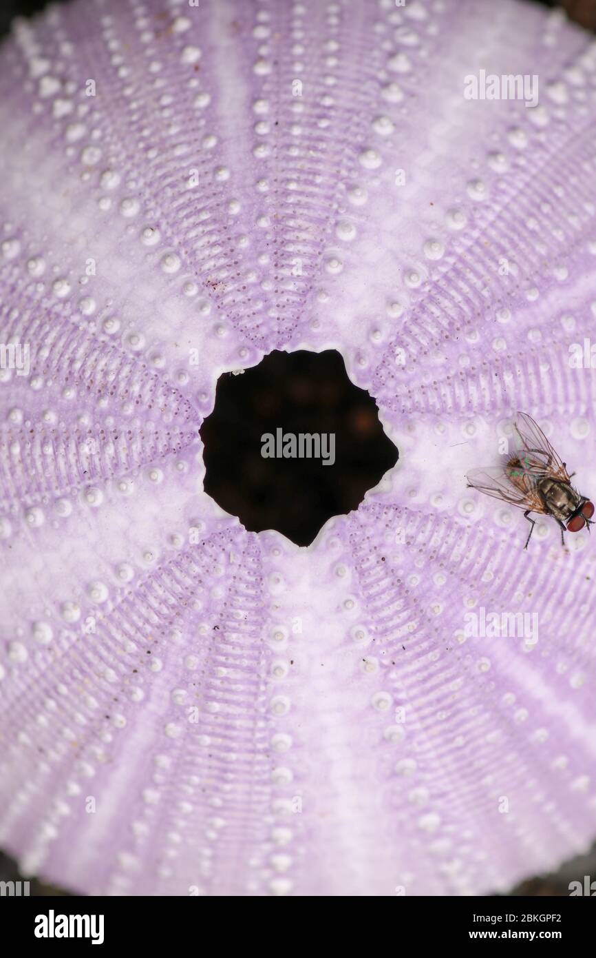 Dettaglio delle mosche sulle conchiglie di colore viola su sfondo nero. Primo piano di disambiguazione sulla spiaggia. Moucha na puple di mare Urchin. Mare secco u Foto Stock