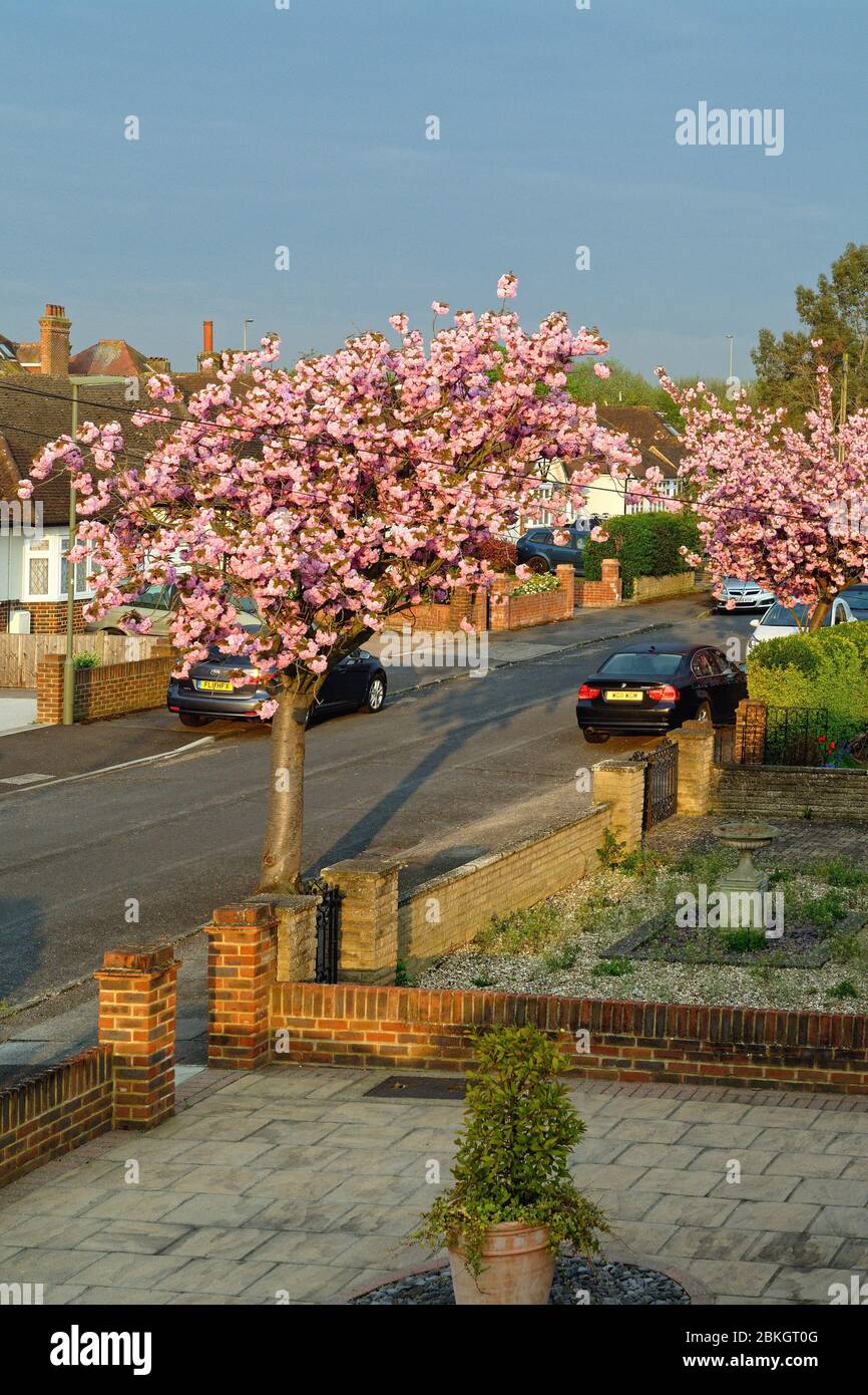 Una strada residenziale a Shepperton con alberi di ciliegio rosa fioriti in piena fioritura, Surrey Inghilterra Regno Unito Foto Stock