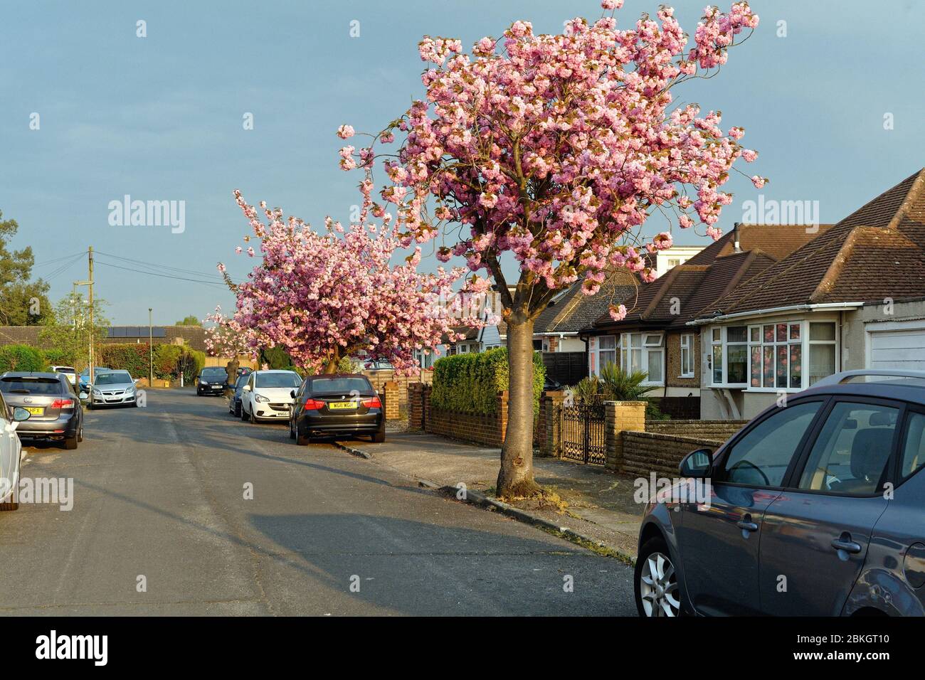 Una strada residenziale a Shepperton con alberi di ciliegio rosa fioriti in piena fioritura, Surrey Inghilterra Regno Unito Foto Stock