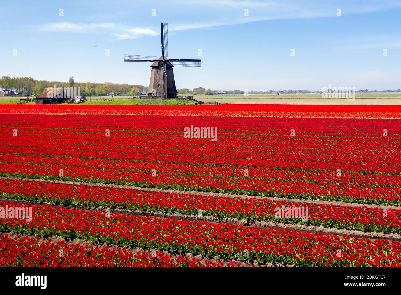 Antenna di tipico paesaggio olandese con vecchi mulini a vento con campi di fiori in piena fioritura Foto Stock