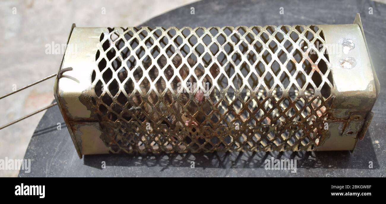 Ratto bloccato all'interno di una trappola di ratto o di topo Foto Stock