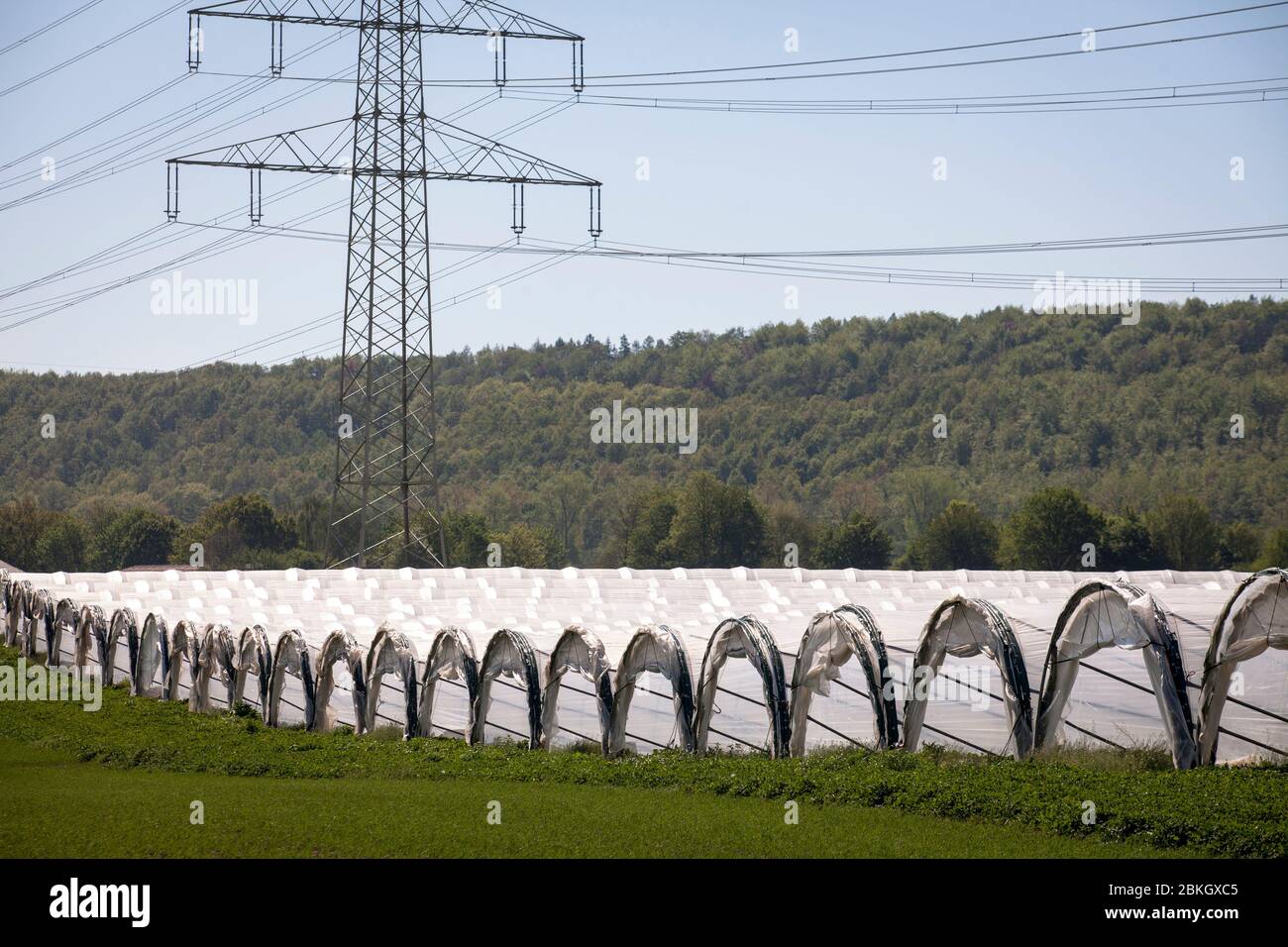 Coltivazione di fragole in tunnel di alluminio vicino Bergheim, Renania settentrionale-Vestfalia, Germania. Anbau von Erdbeeren in Folientunneln bei Bergheim, Nordrh Foto Stock