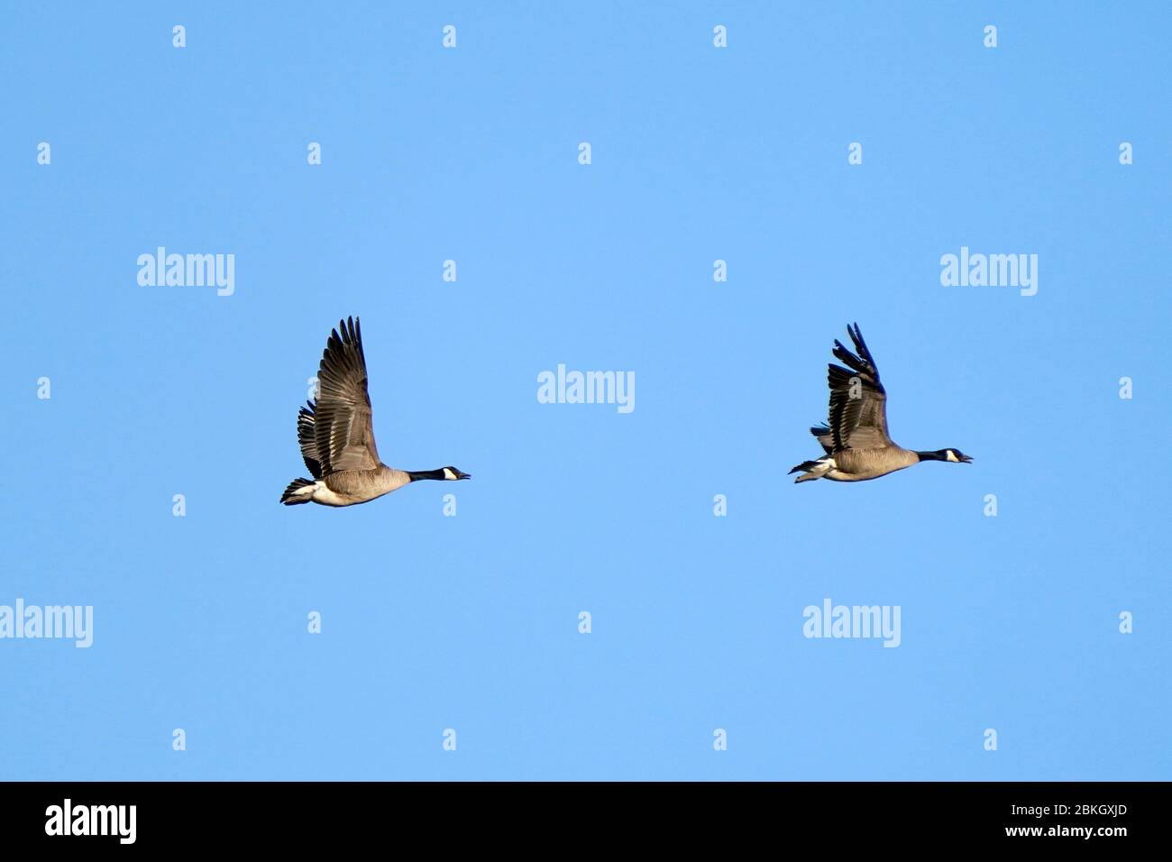 Canada oche in volo su campi di mais Foto Stock