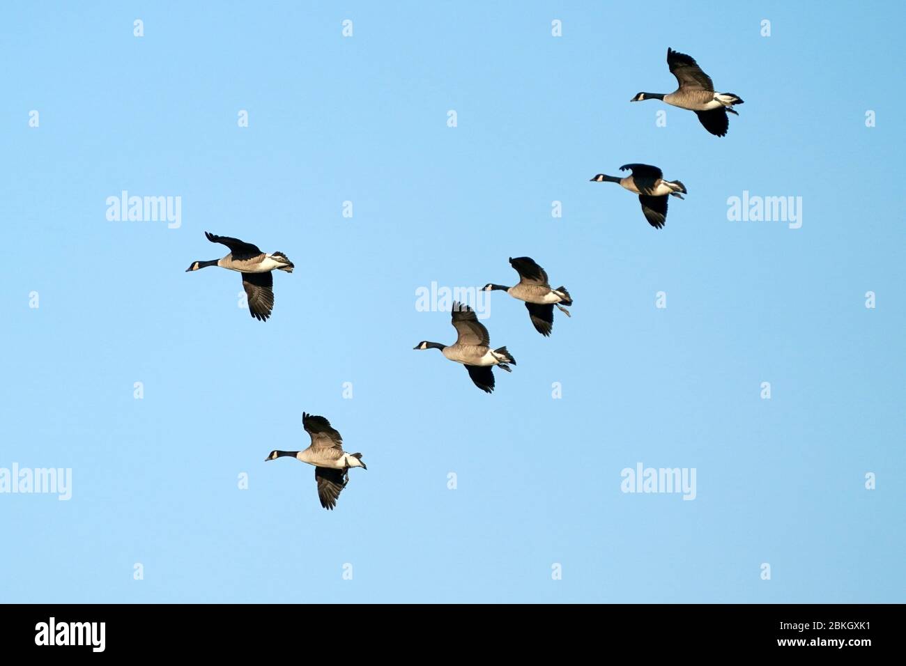 Canada oche in volo su campi di mais Foto Stock