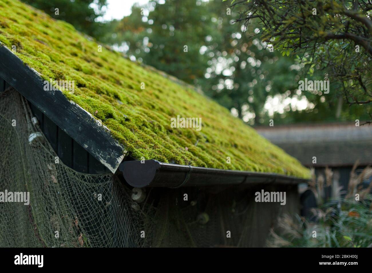 Vecchio tetto di canna di vecchia casa coperta di muschio verde Foto Stock