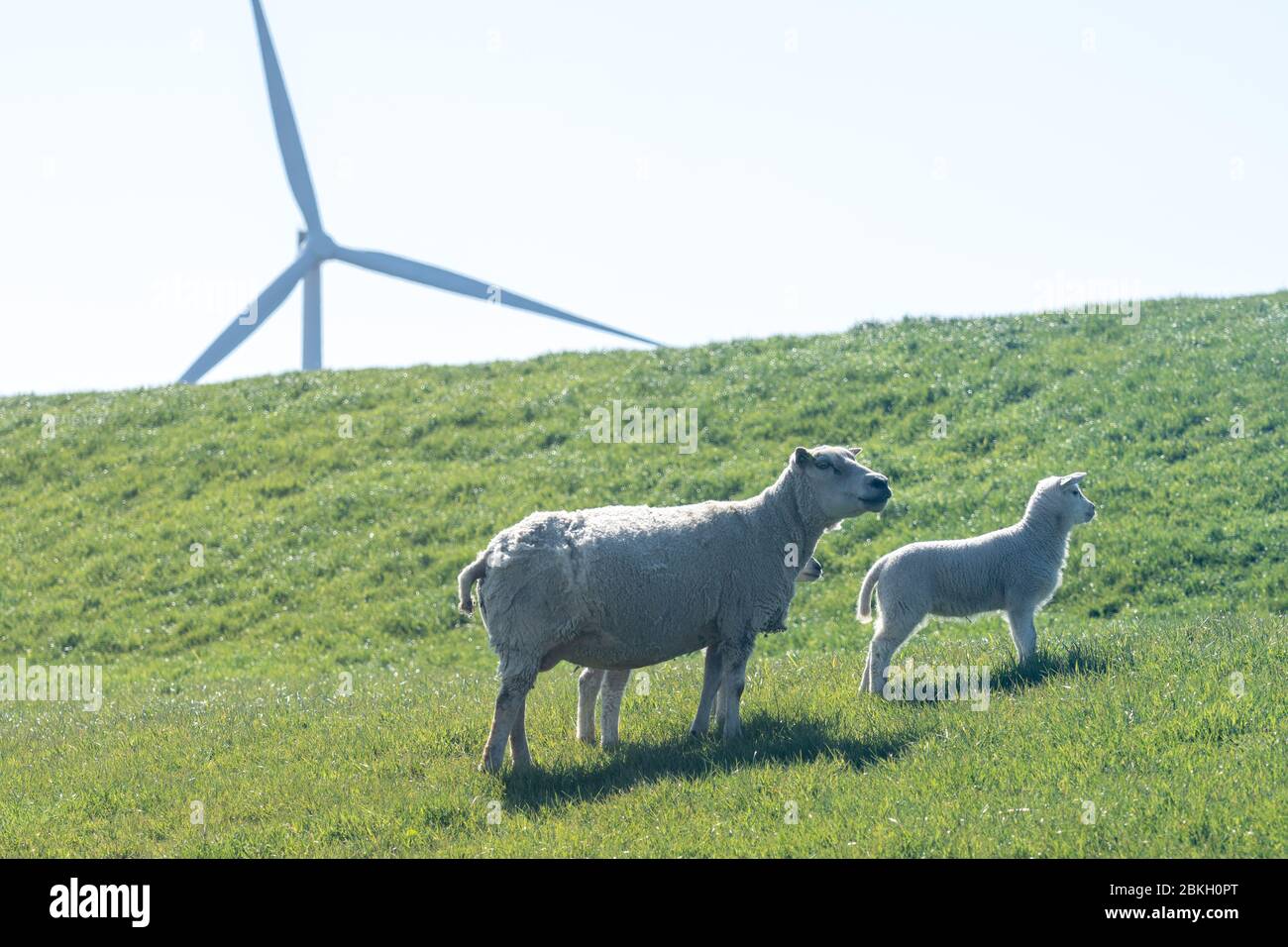 Mulino a vento con pecora e agnello sulla diga olandese Foto Stock