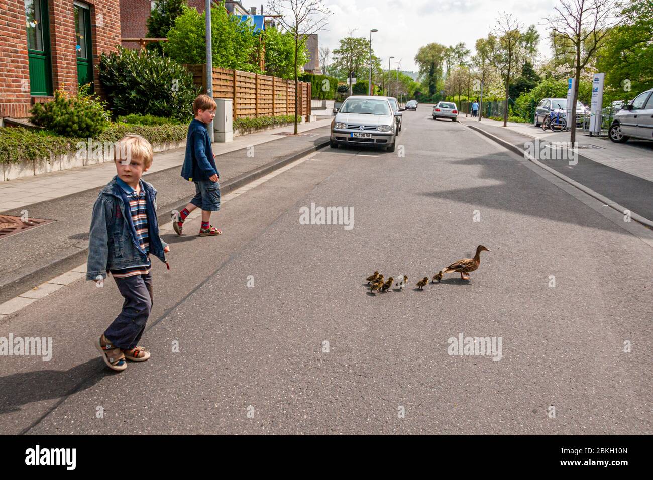 Due ragazzi si accerchiano la strada per una famiglia di anatre a Grevenbroich, in Germania Foto Stock