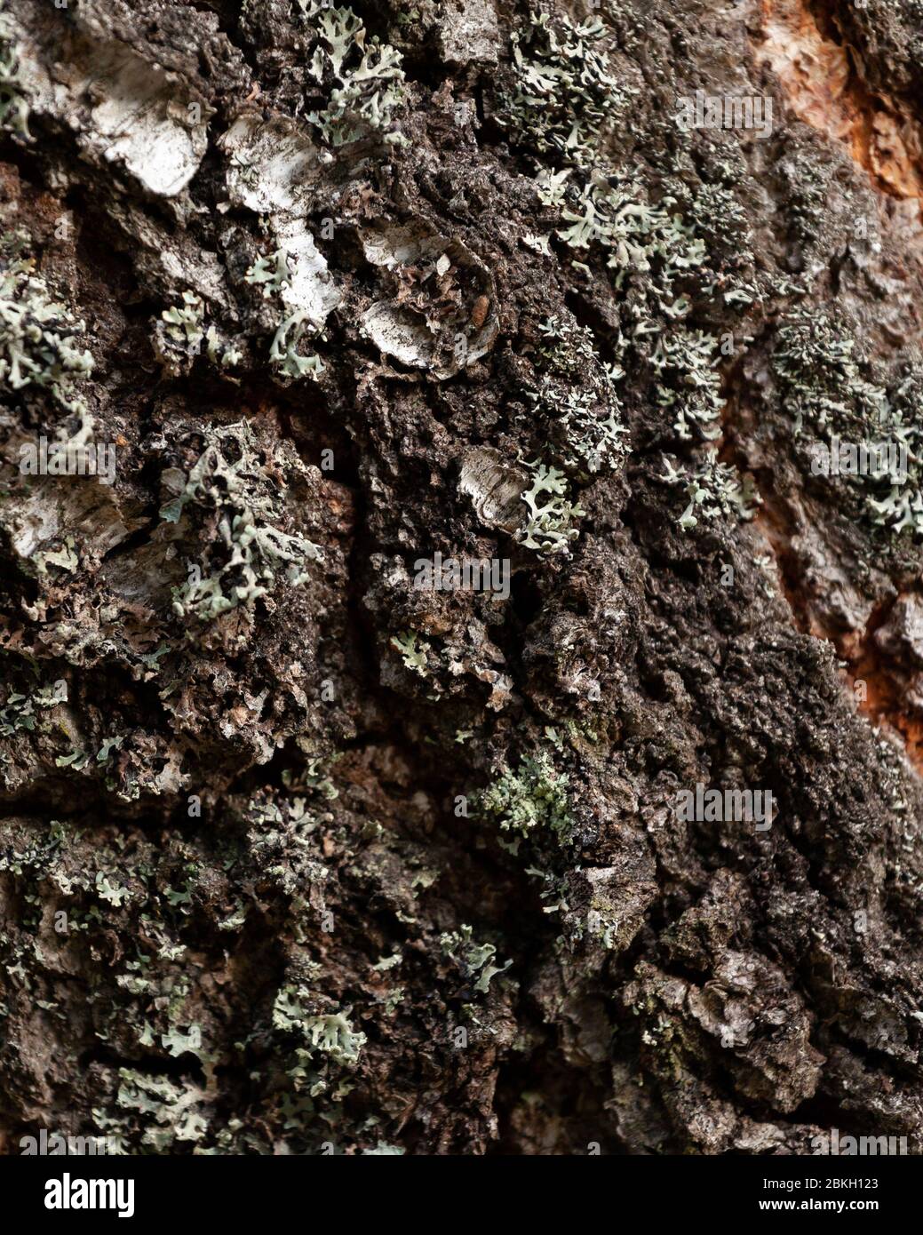 Tessuto marrone di un betulla da vicino Foto Stock