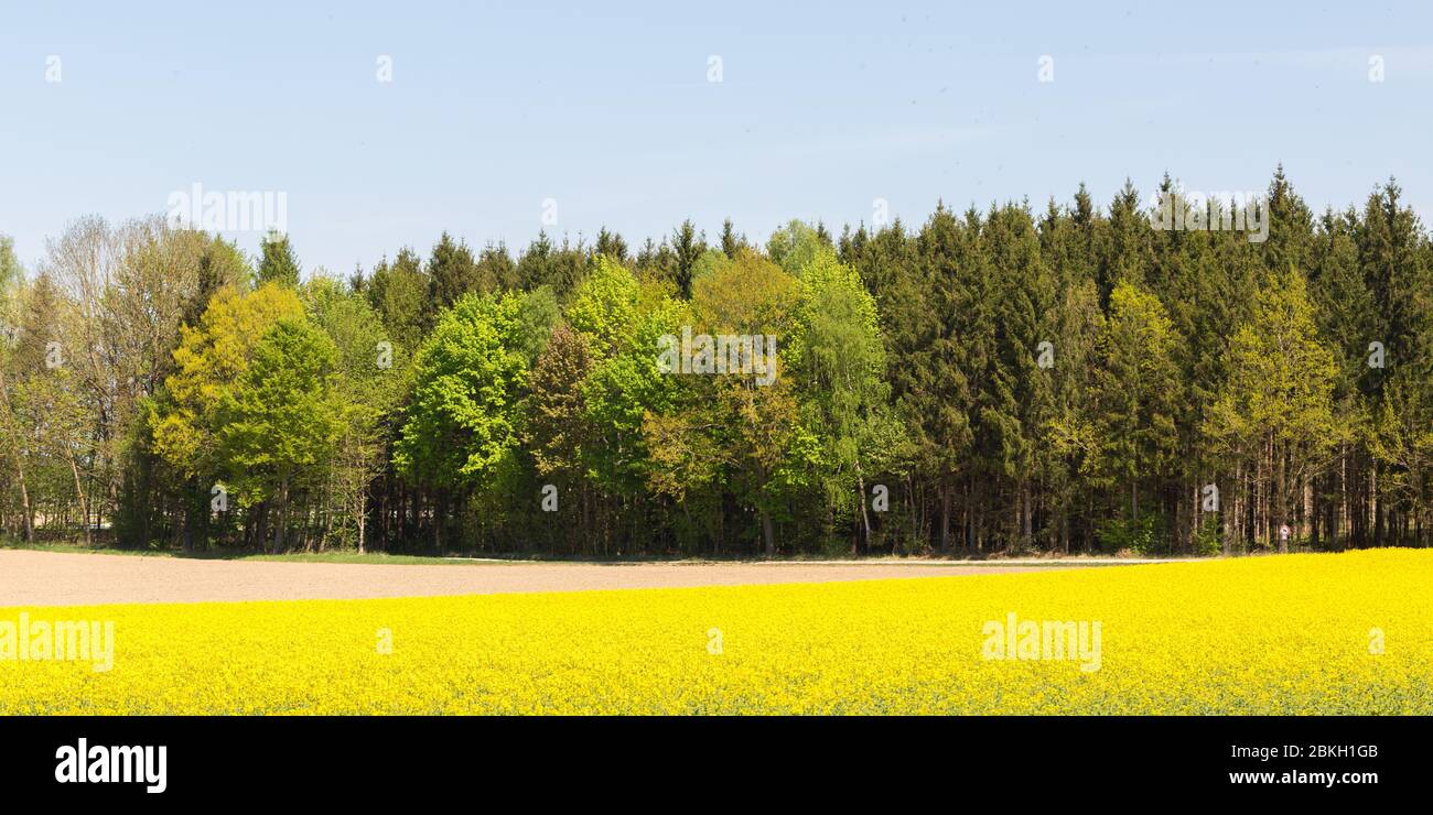 Panorama di una foresta mista con alberi di conifere e decidui. Con campo di colza in fiore giallo in primo piano Foto Stock