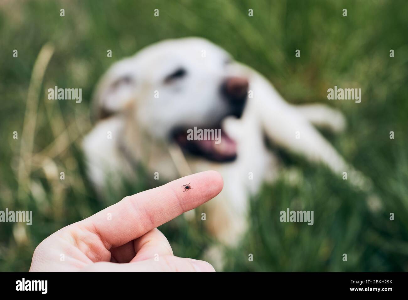Vista ravvicinata del segno di spunta sul dito umano contro il cane che giace nell'erba. Foto Stock